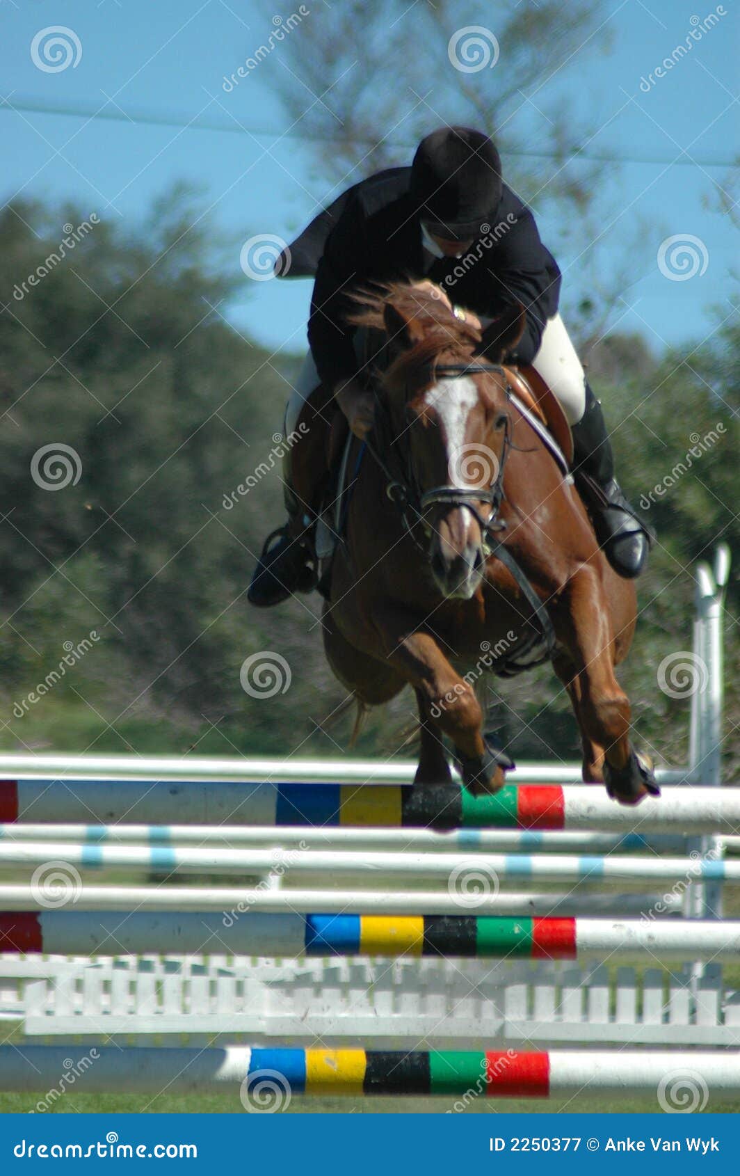 Horse jumping sport stock image. Image of beautiful, mammal 2250377