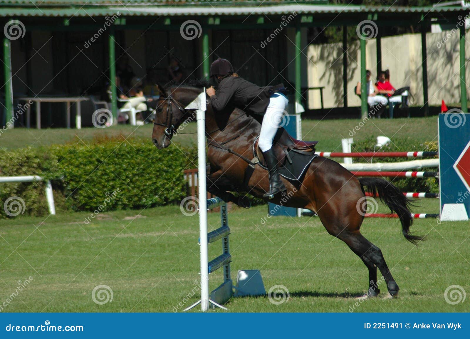 Horse jumping sport stock image. Image of horses, equine 2251491