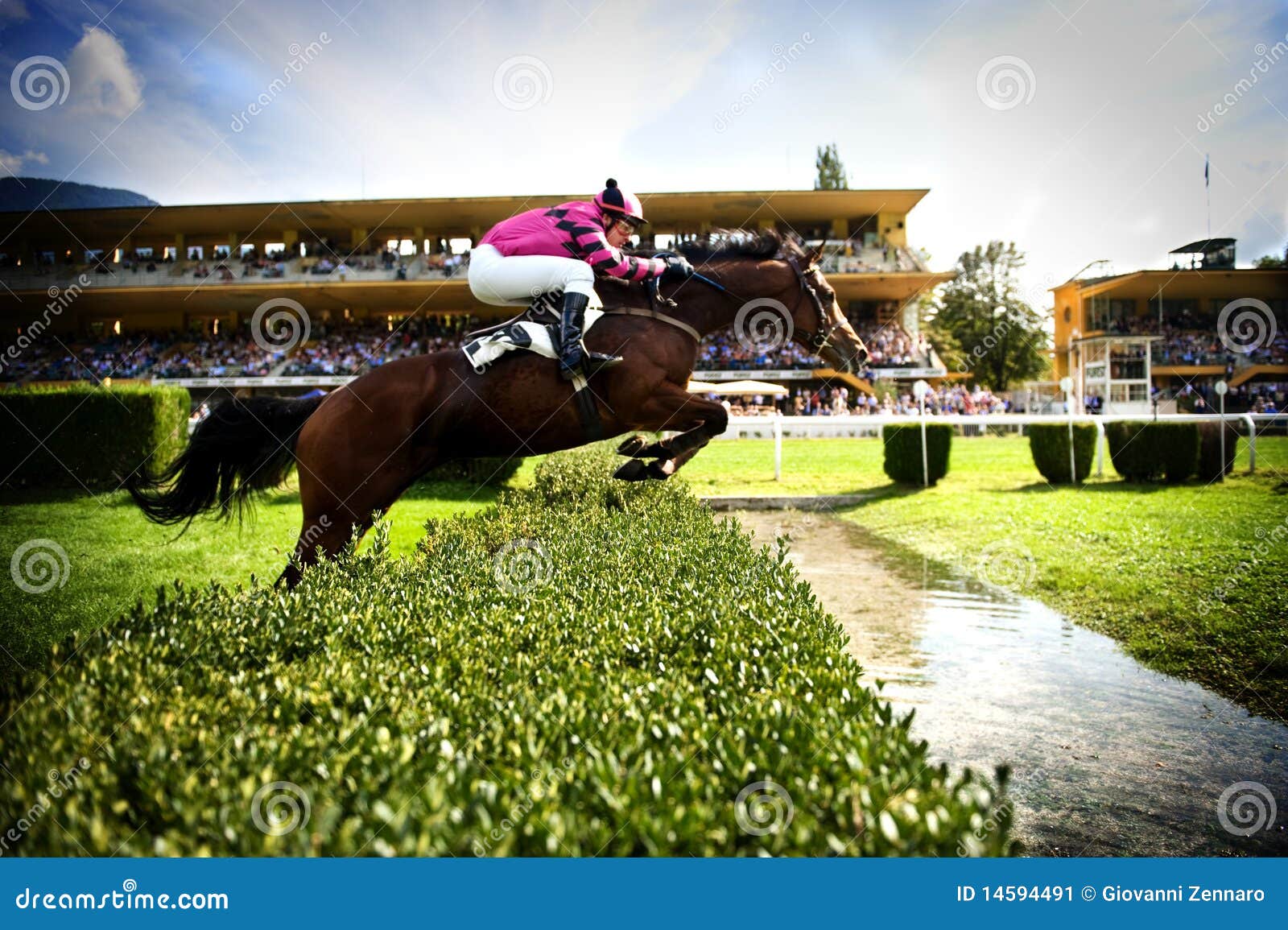 The Horse Jumps the Obstacle Editorial Photo Image of gallop, bridles