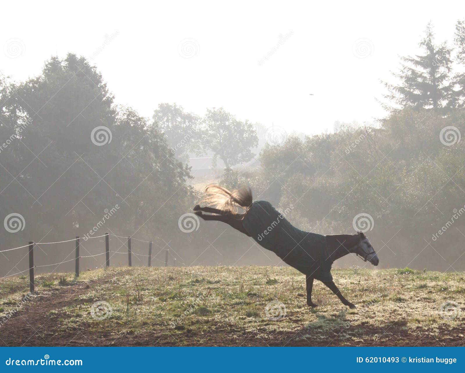 Horse kick stock image. Image of kick, field, denmark 62010493