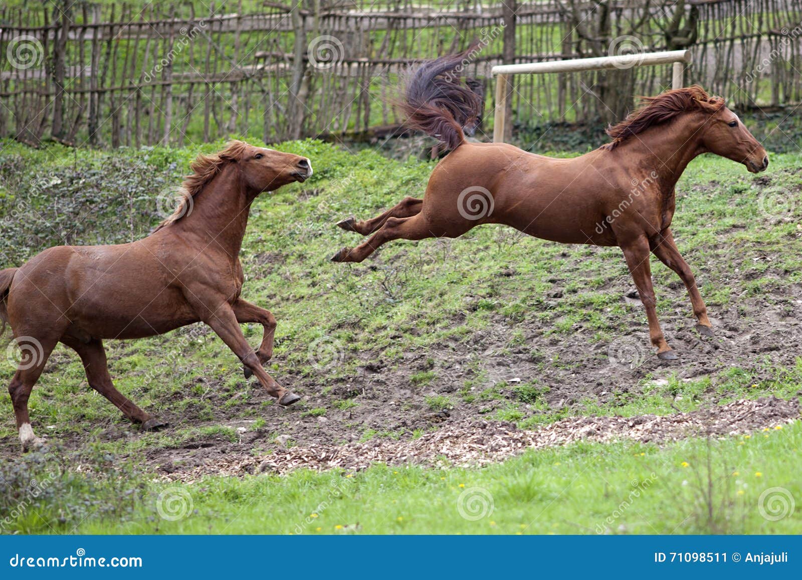 Horse kick out stock image. Image of mare, herd, chasing 71098511