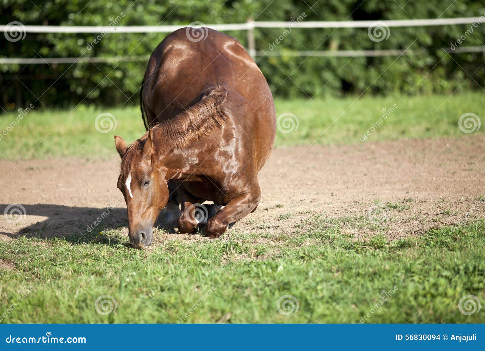 Horse Kneel Down Stock Photo - Image: 56830094