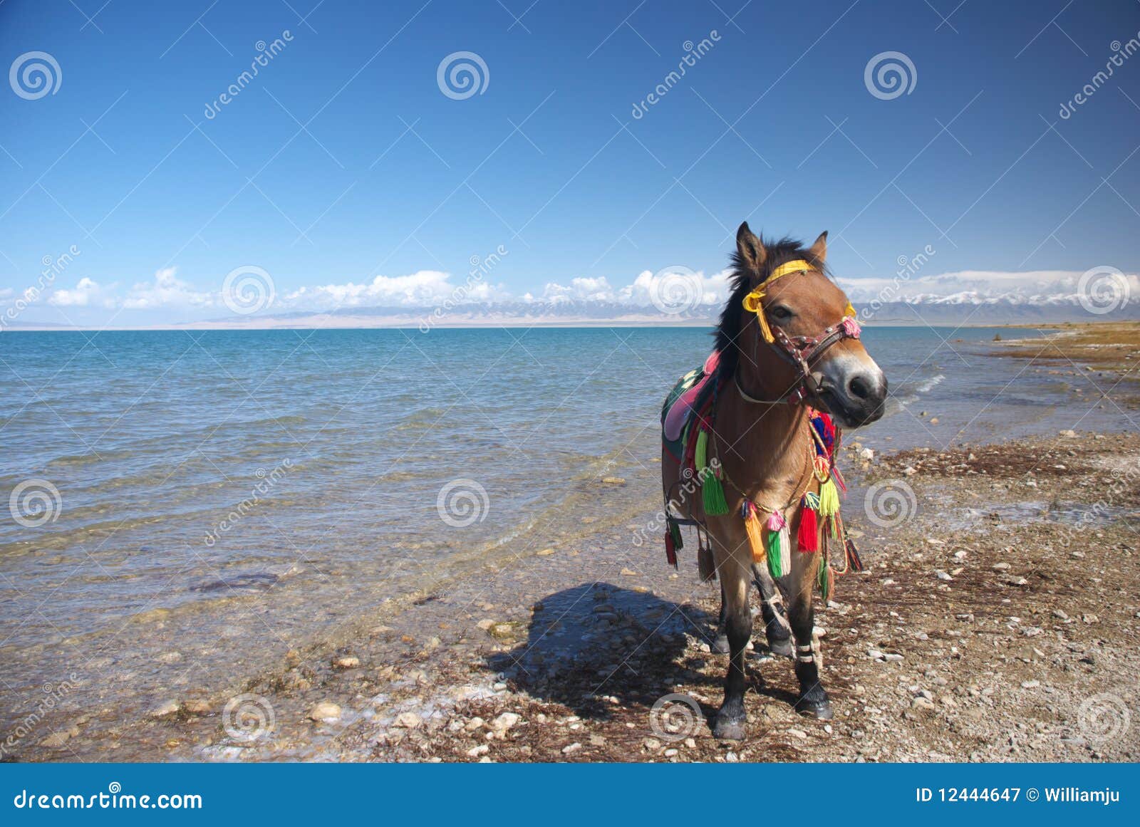 Horse and lake stock image. Image of outdoor, lake, animal 12444647