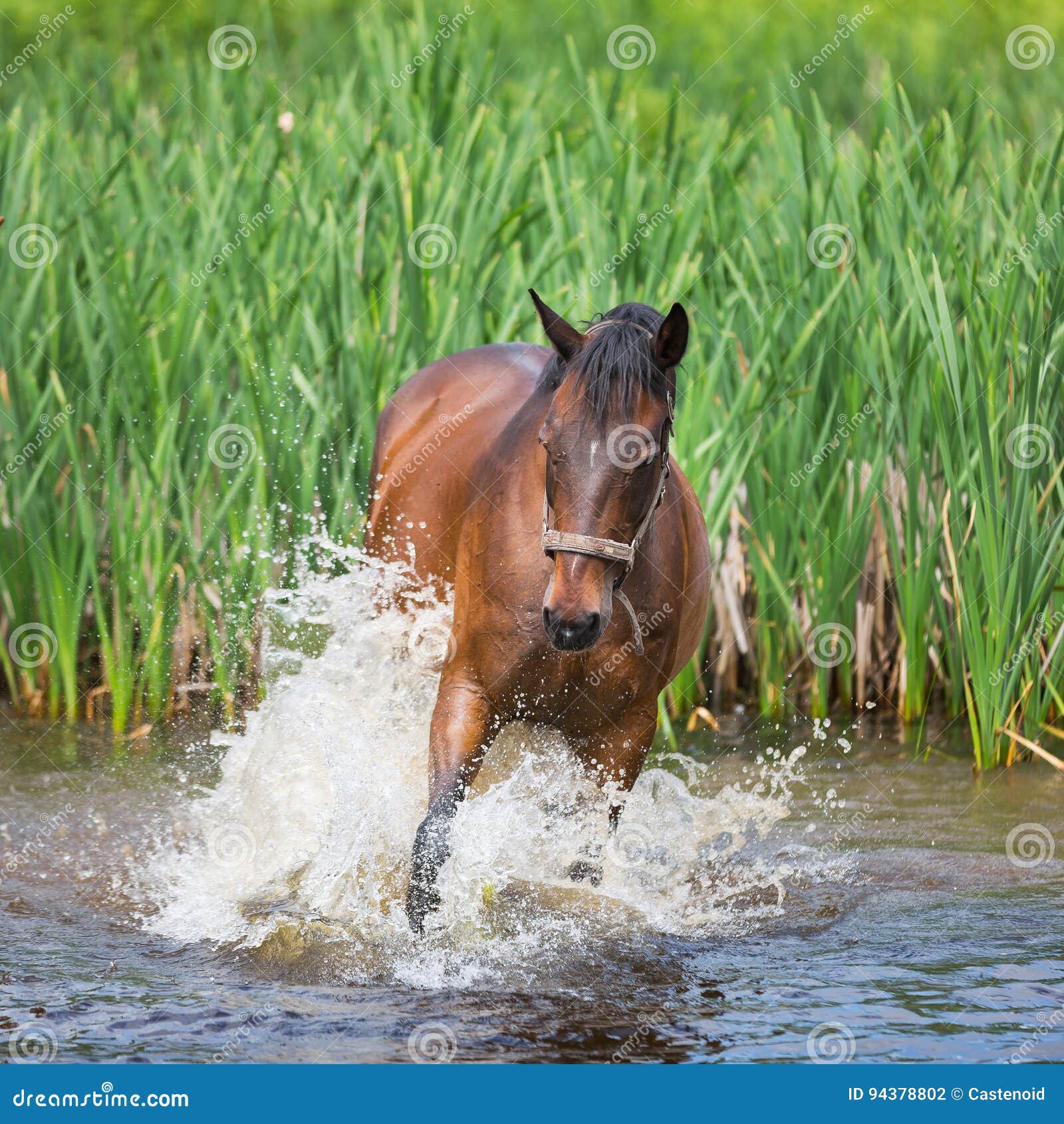 Horse in lake stock photo. Image of countryside, stallion 94378802