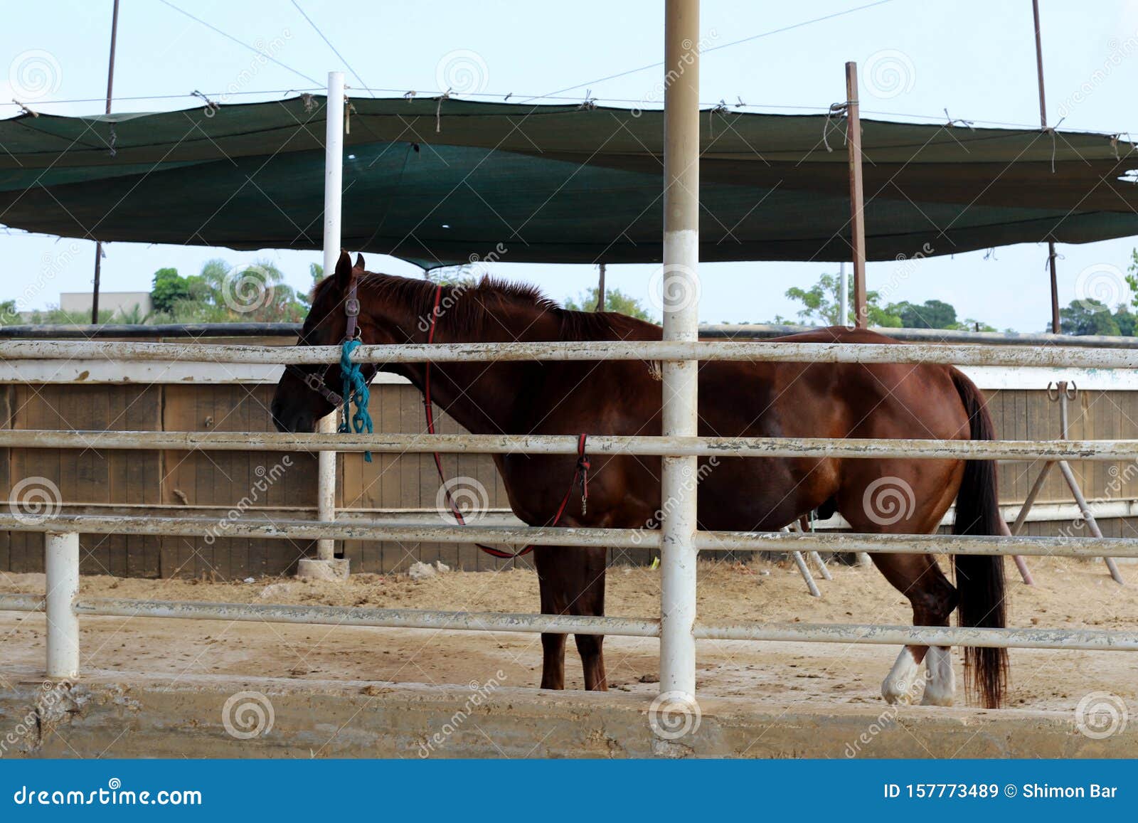 The Horse is a Large Domestic One-hoofed Animal. Stock Image - Image of  israel, cart: 157773489
