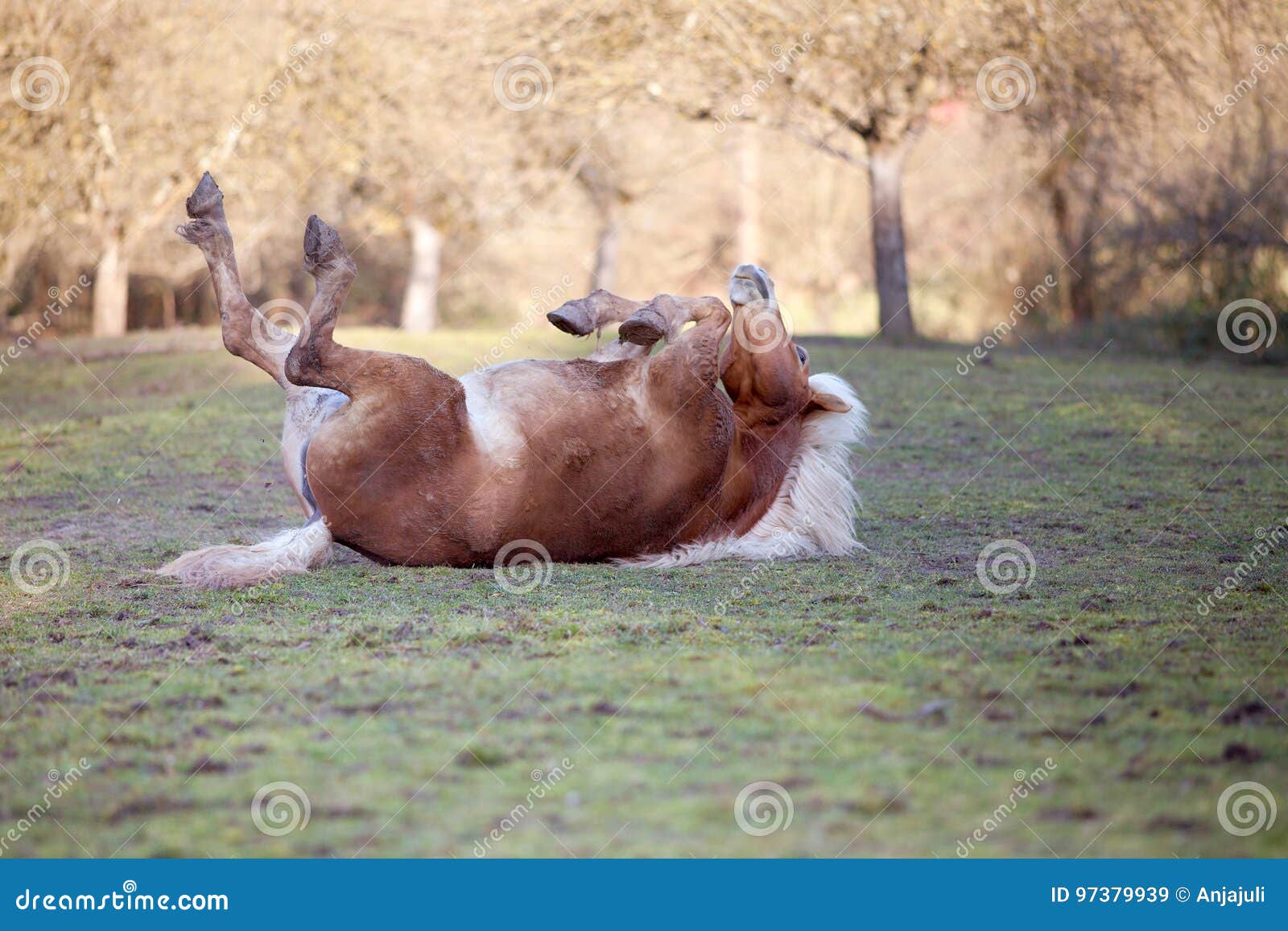Horse Lay on Back and Having Fun To Roll in Sand Stock Image Image of