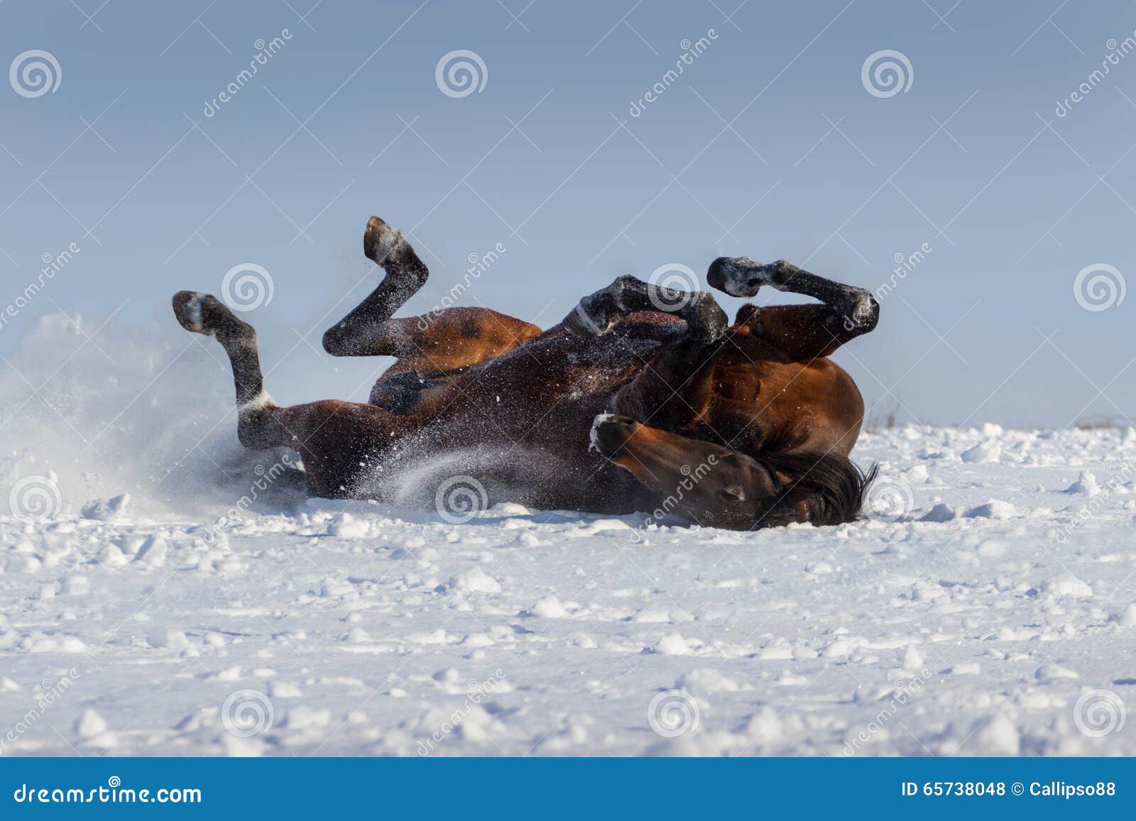Horse lay stock photo. Image of sunny, gelding, color 65738048