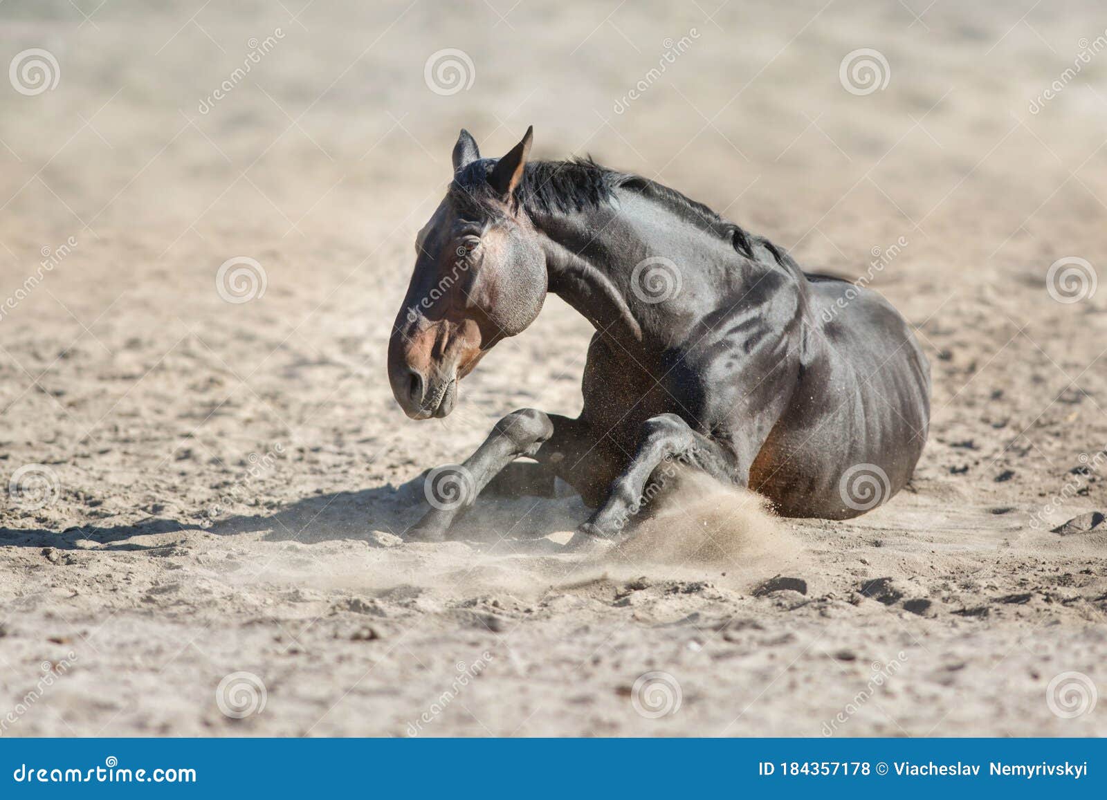 Horse lay in sand stock photo. Image of beautiful, cute 184357178