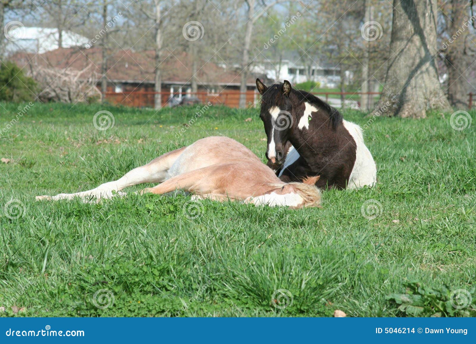 Horse Laying in a Field stock photo. Image of equine, mammal 5046214