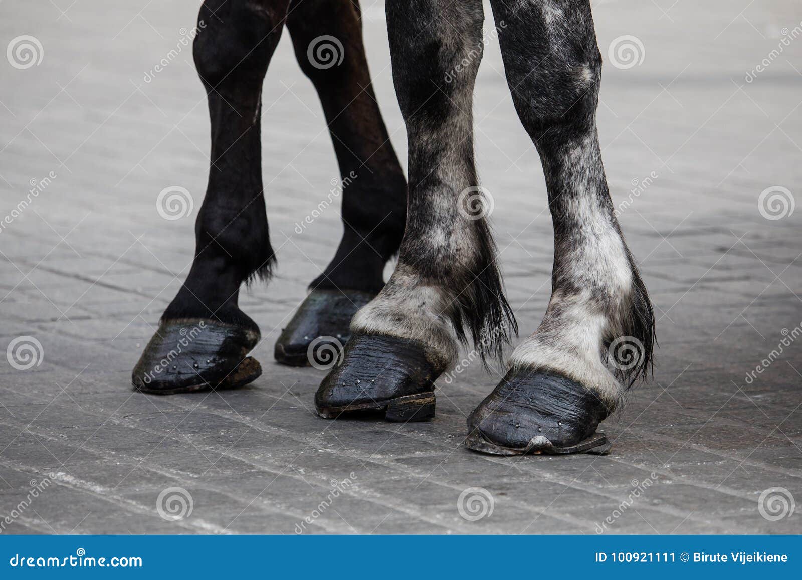 Horse legs with horseshoes stock image. Image of equine 100921111
