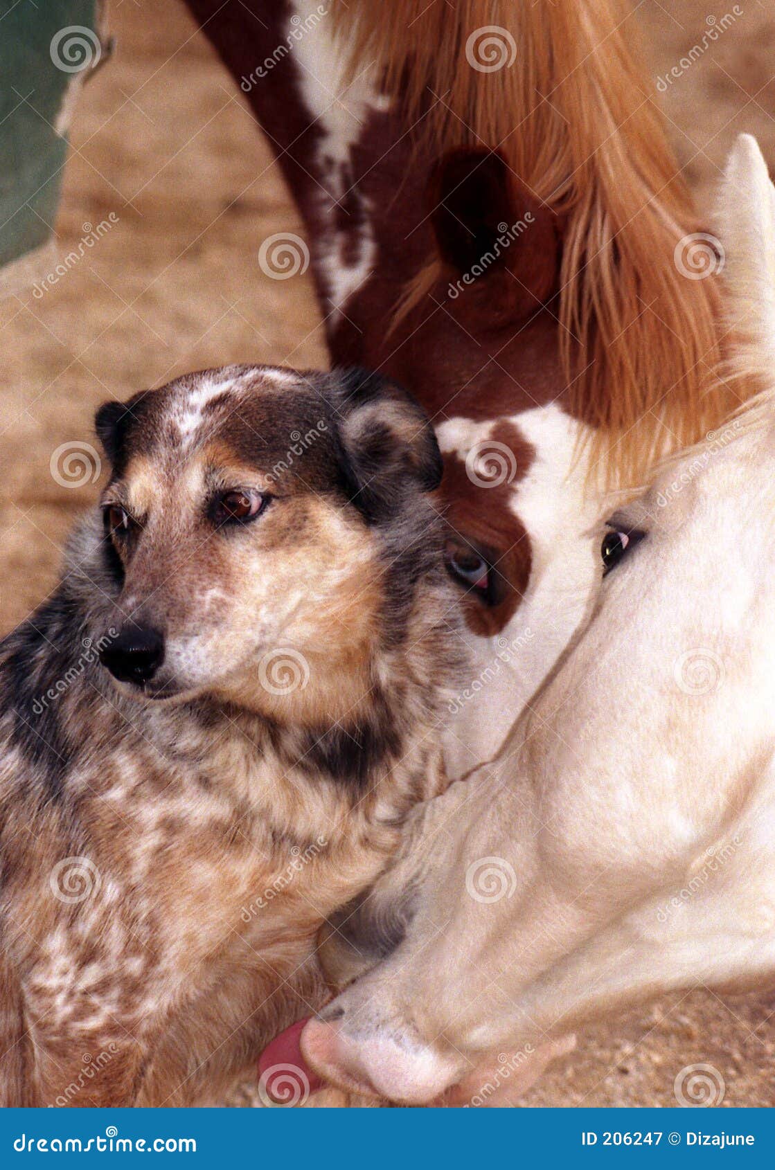 Horse Licking Dog Royalty Free Stock Photography - Image Horse Licking Dog Royalty Free Stock Photography - Image