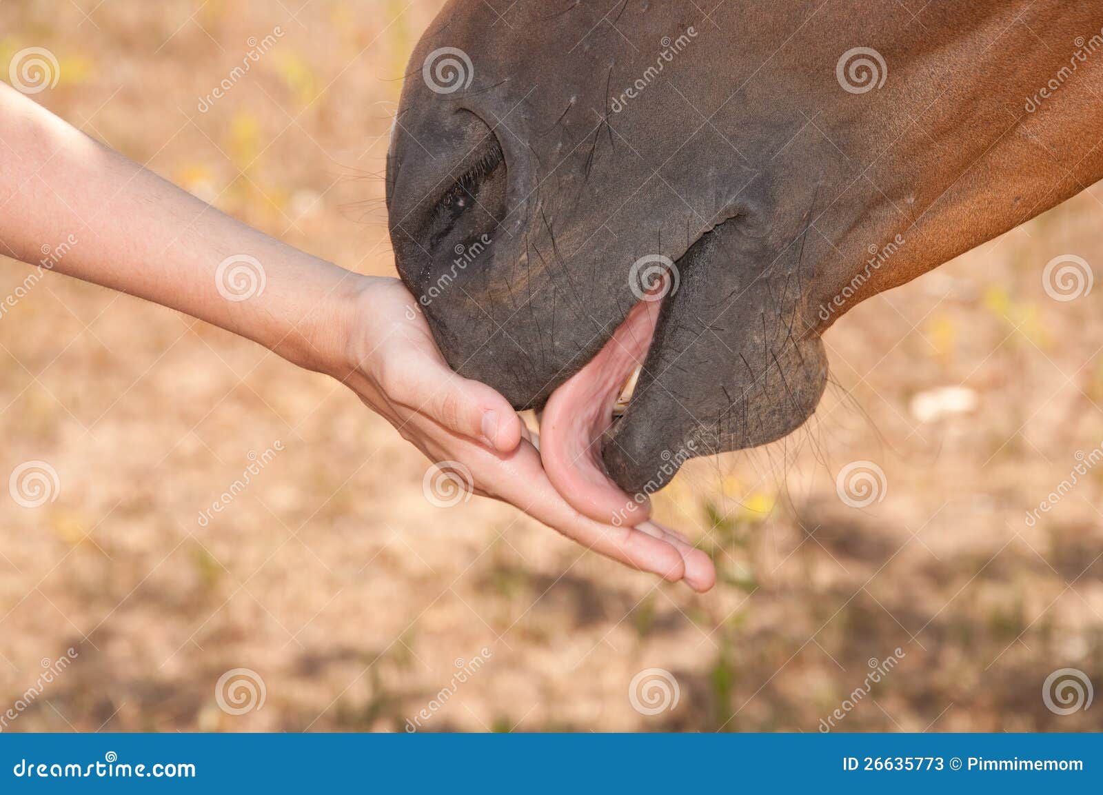 Horse Licking