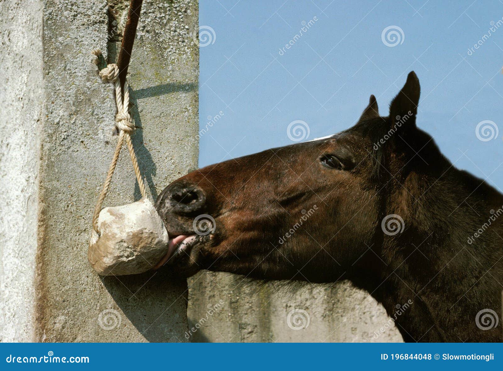 Horse Licking Salt stock photo. Image of horse, animal 196844048
