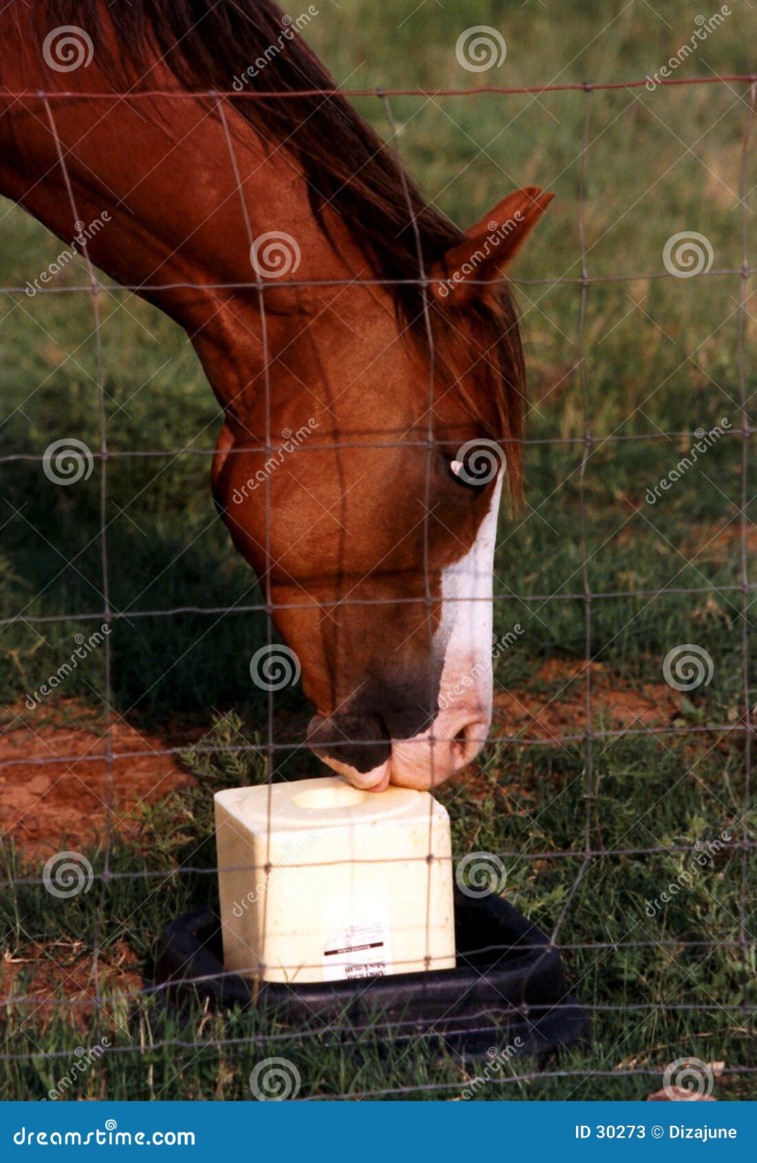Horse Licking Salt stock image. Image of taste, wire, lick 30273
