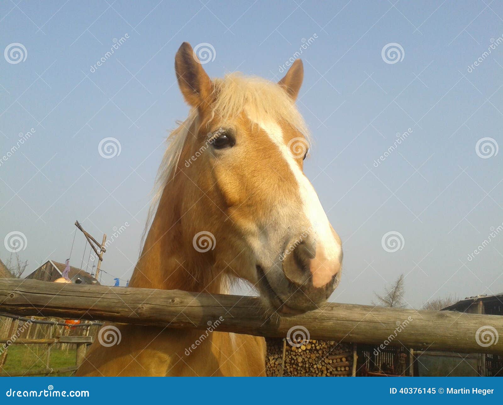 Horse stock image. Image of light, mane, corral, brown 40376145