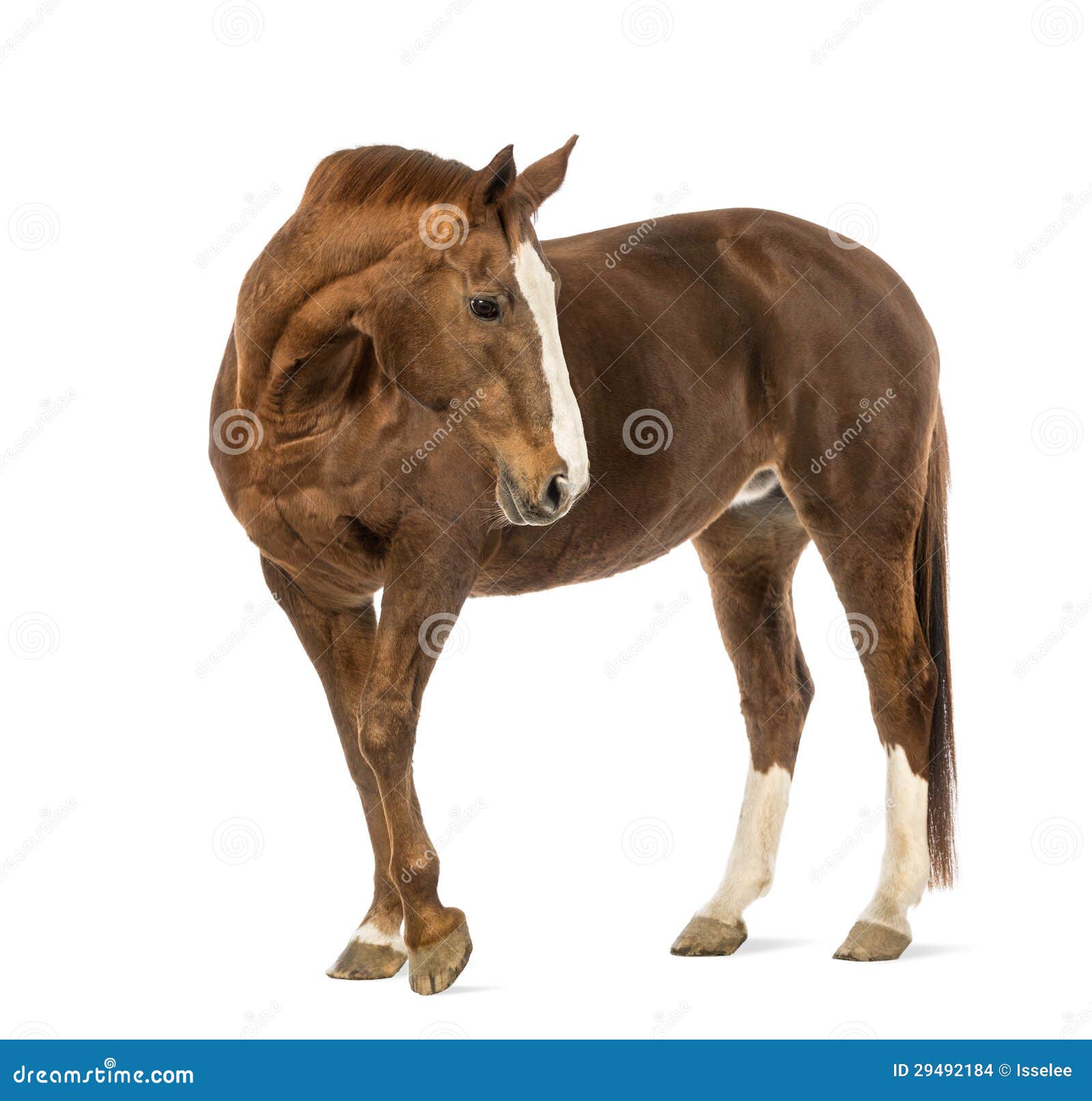 Horse looking back stock photo. Image of studio, shot 29492184