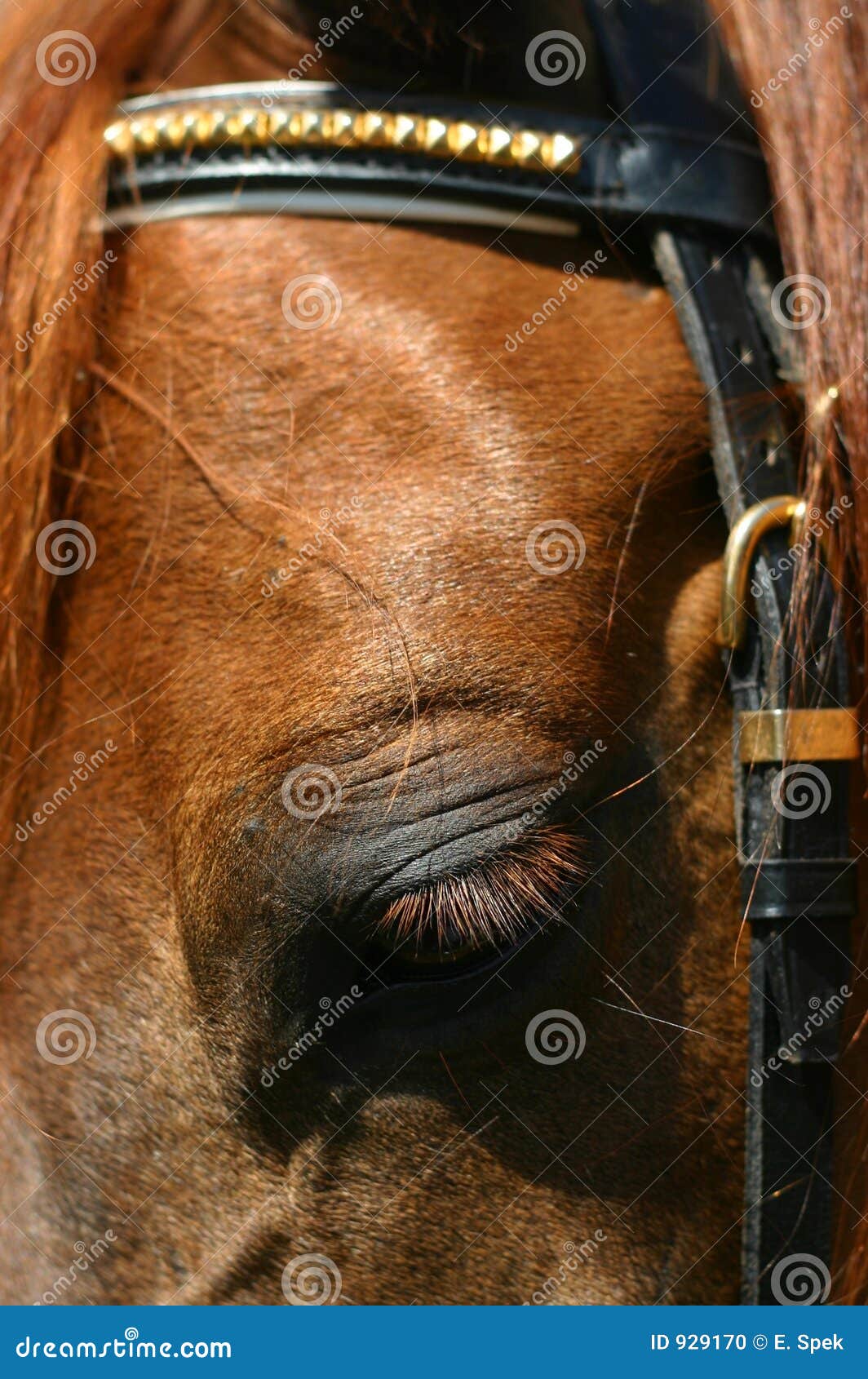 Horse looking down stock photo. Image of alert, gelding 929170