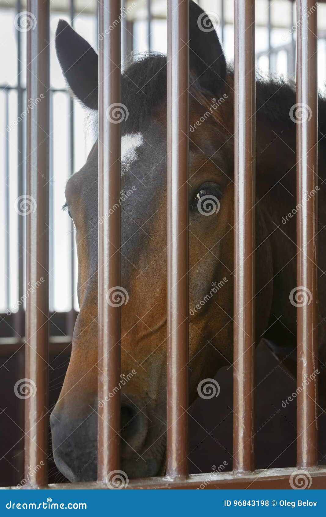 Horse Looks through the Bars of the Stall in Stable Stock Photo Image
