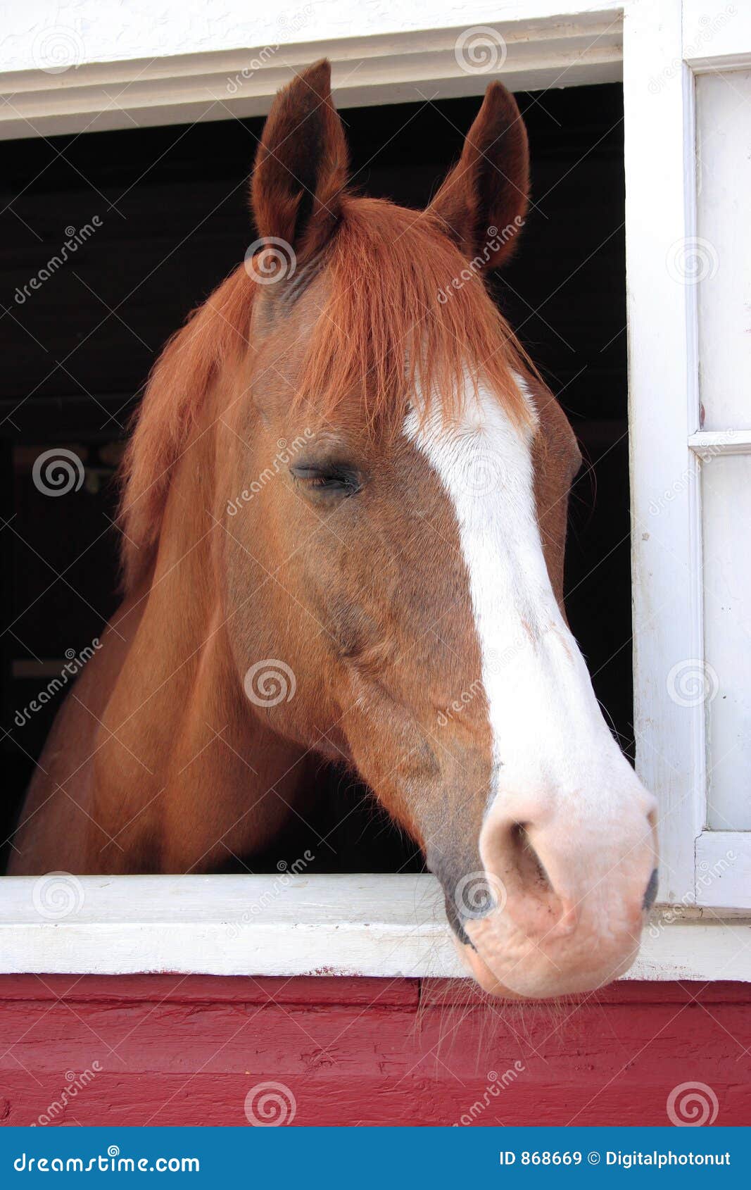horse looks out barn window royalty free stock images