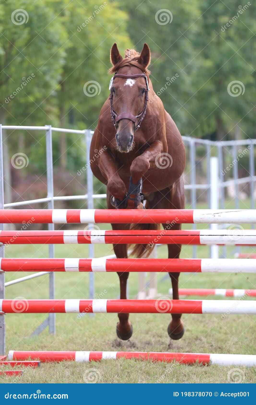 horse loose jumping on breeders event outdoors
