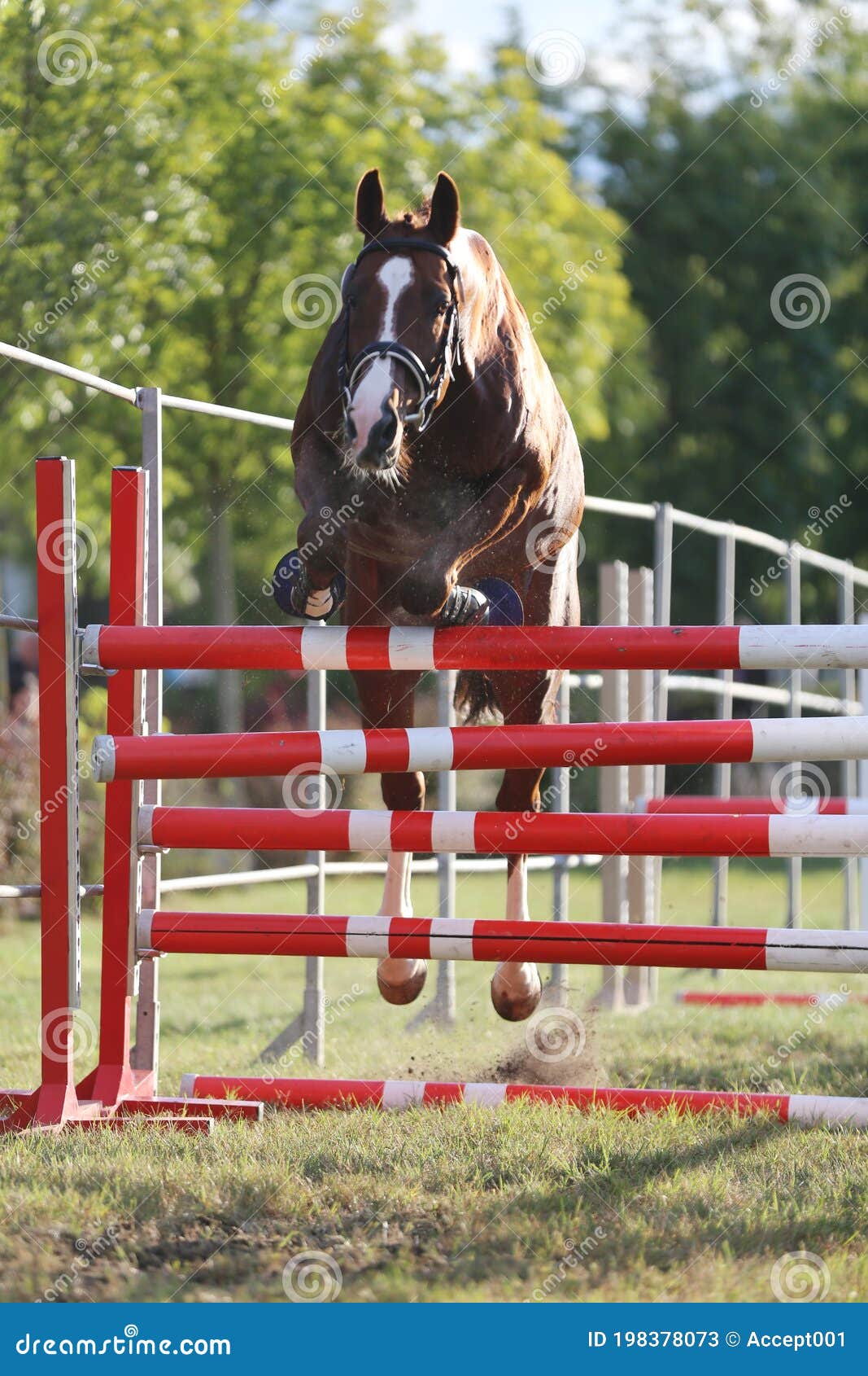 horse loose jumping on breeders event outdoors