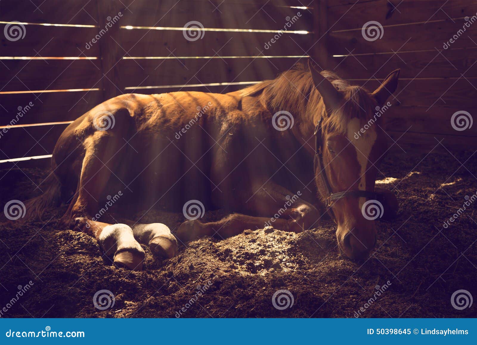 horse lying down in stall