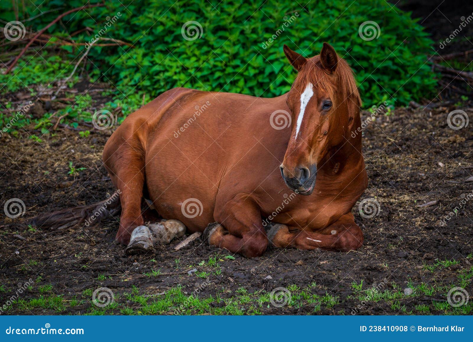 Horse lying on the field. stock photo. Image of cute 238410908