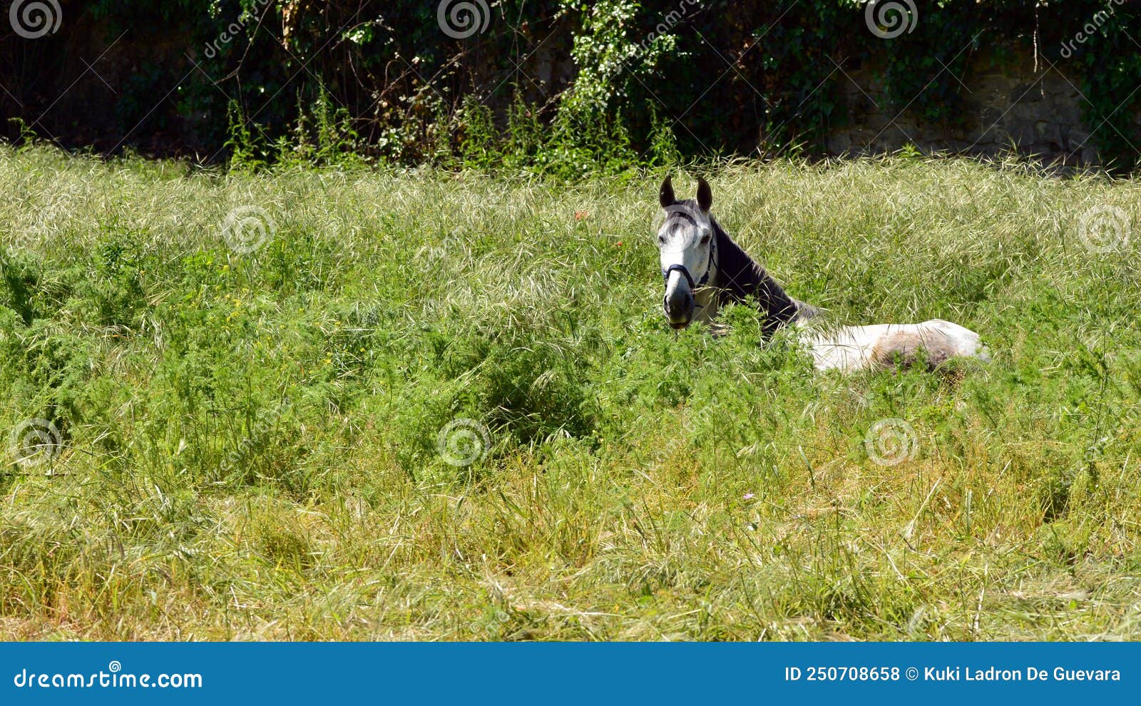 horse lying in the grass