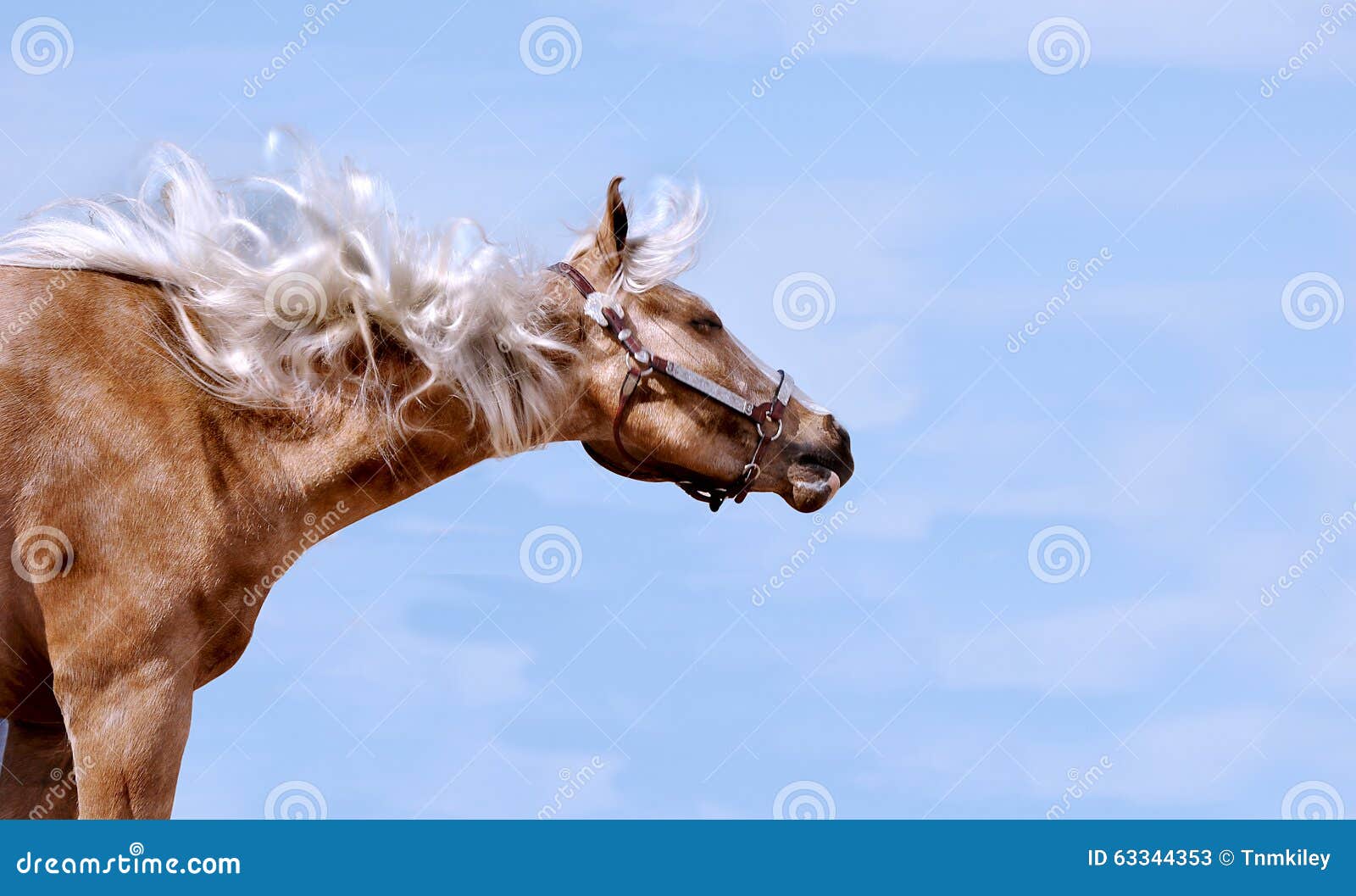 Horse in the Wind