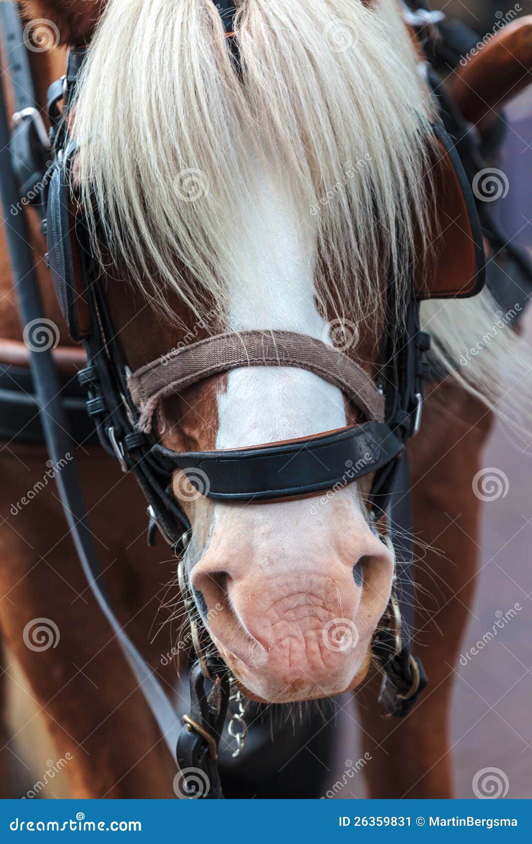 Horse with Manes Covering the Eyes Stock Image Image of eyes, head