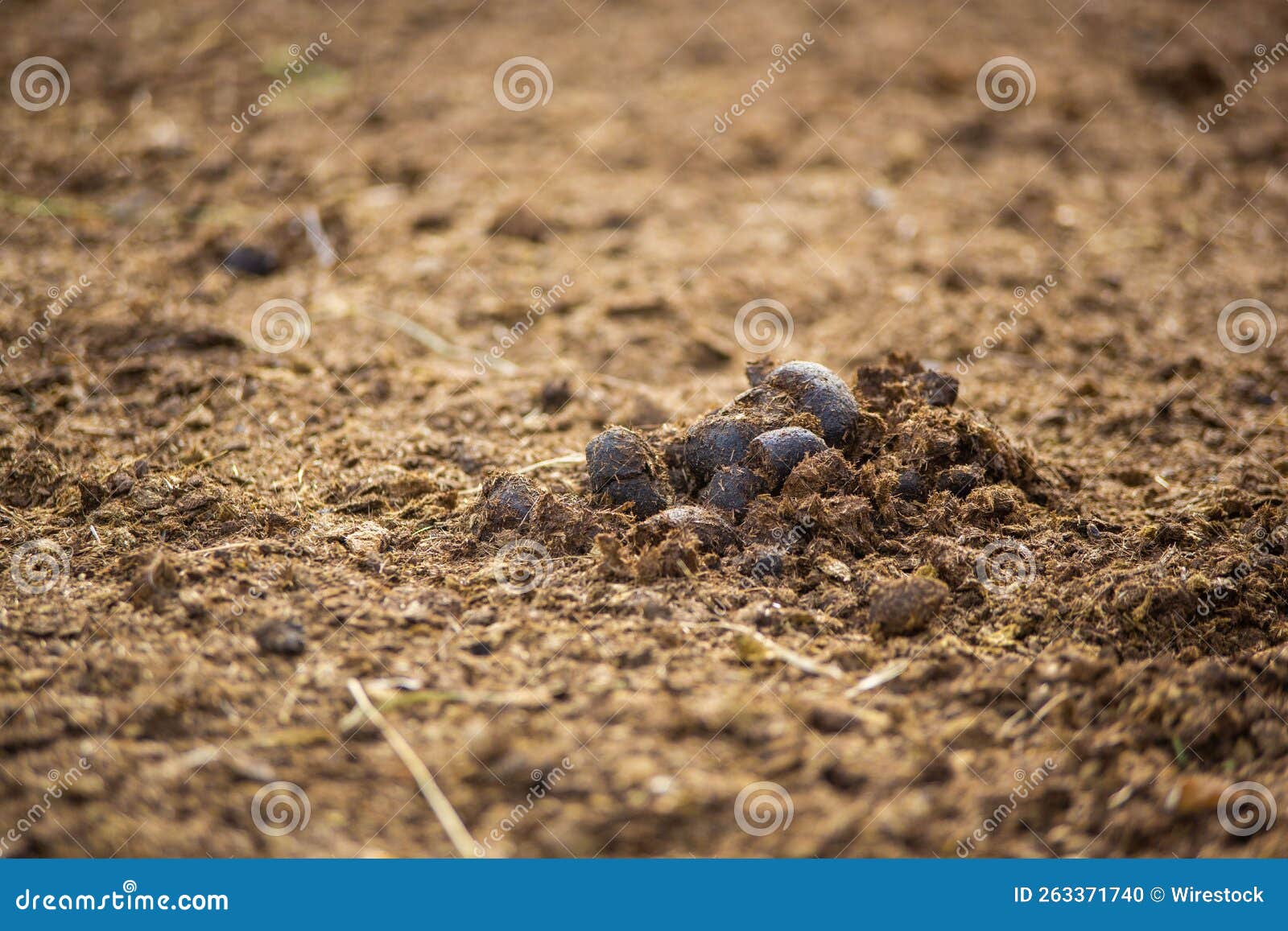 Horse Manure Compost in the Farmland Stock Photo Image of farm, rural