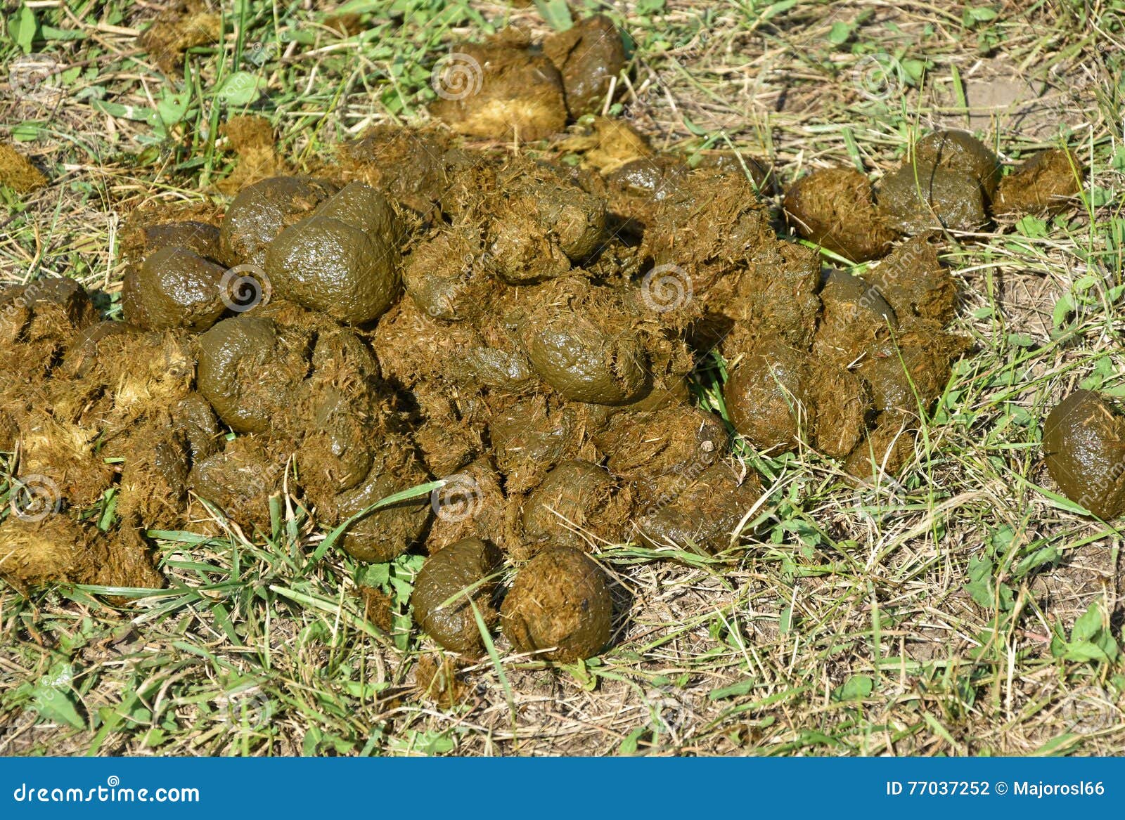 Horse manure in the grass stock photo. Image of fertilizer 77037252