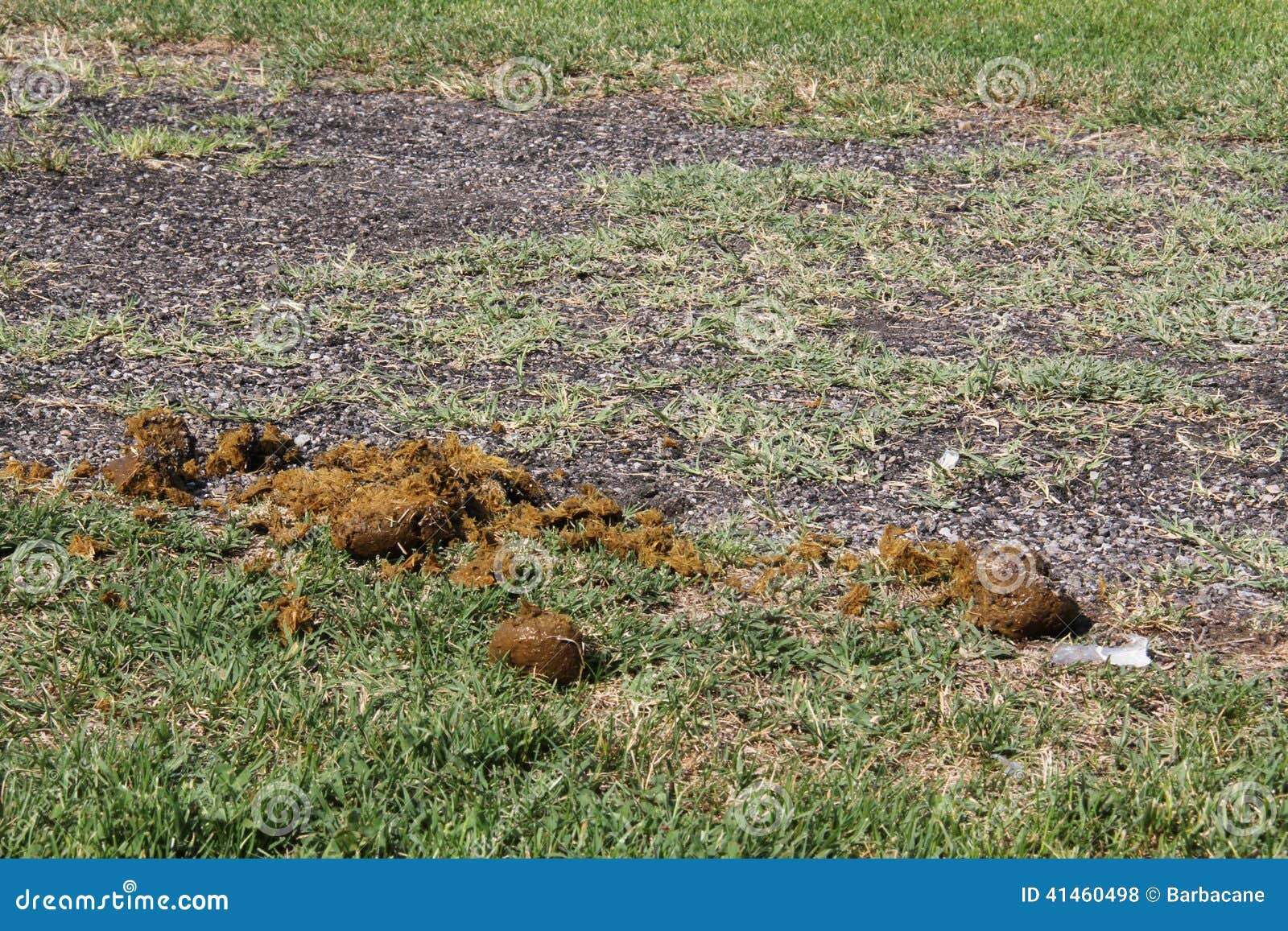Horse manure stock photo. Image of lawn, fertilizer, dirt 41460498