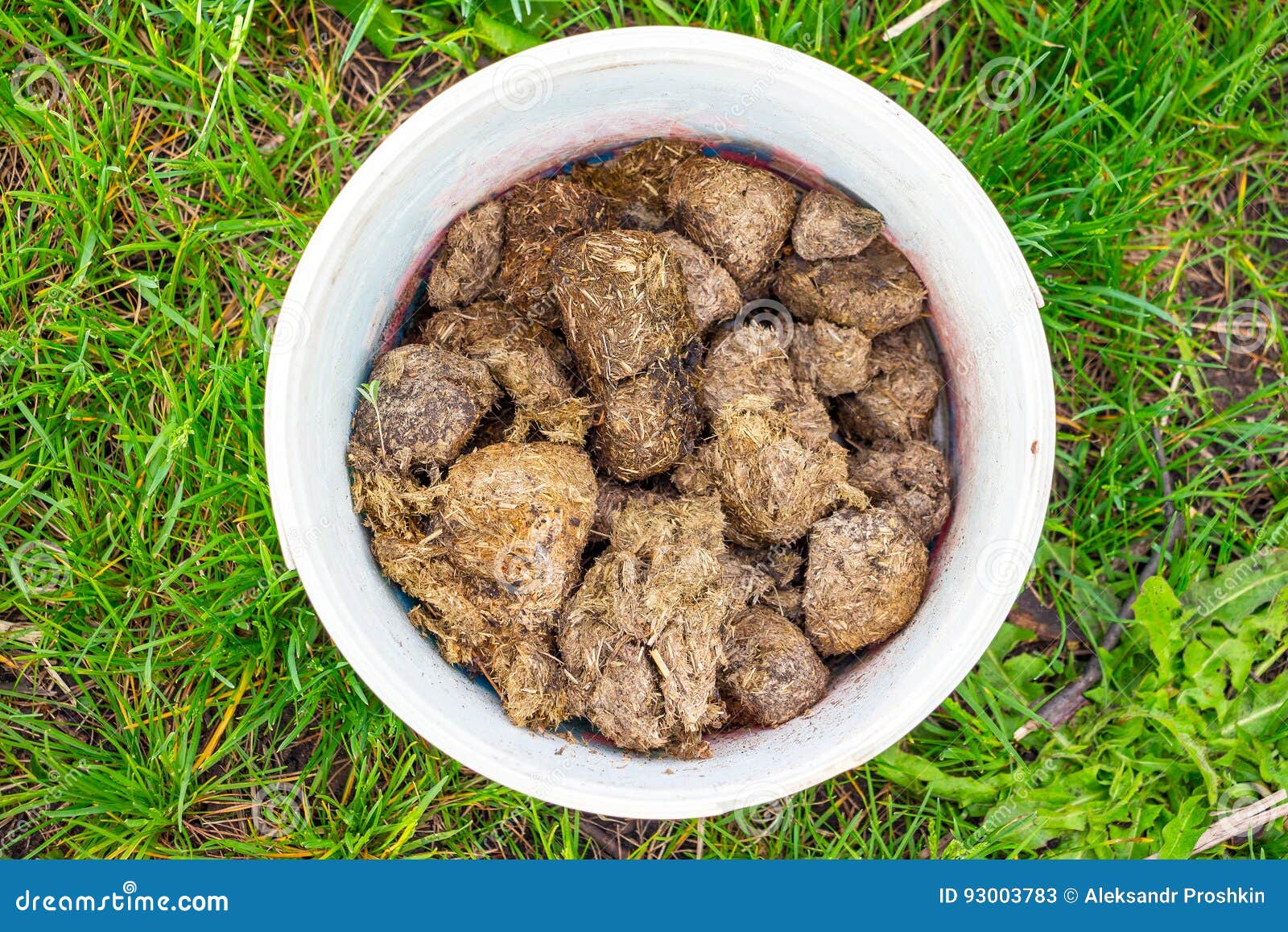 Horse Manure in a White Bucket Stock Image Image of smelly, droppings