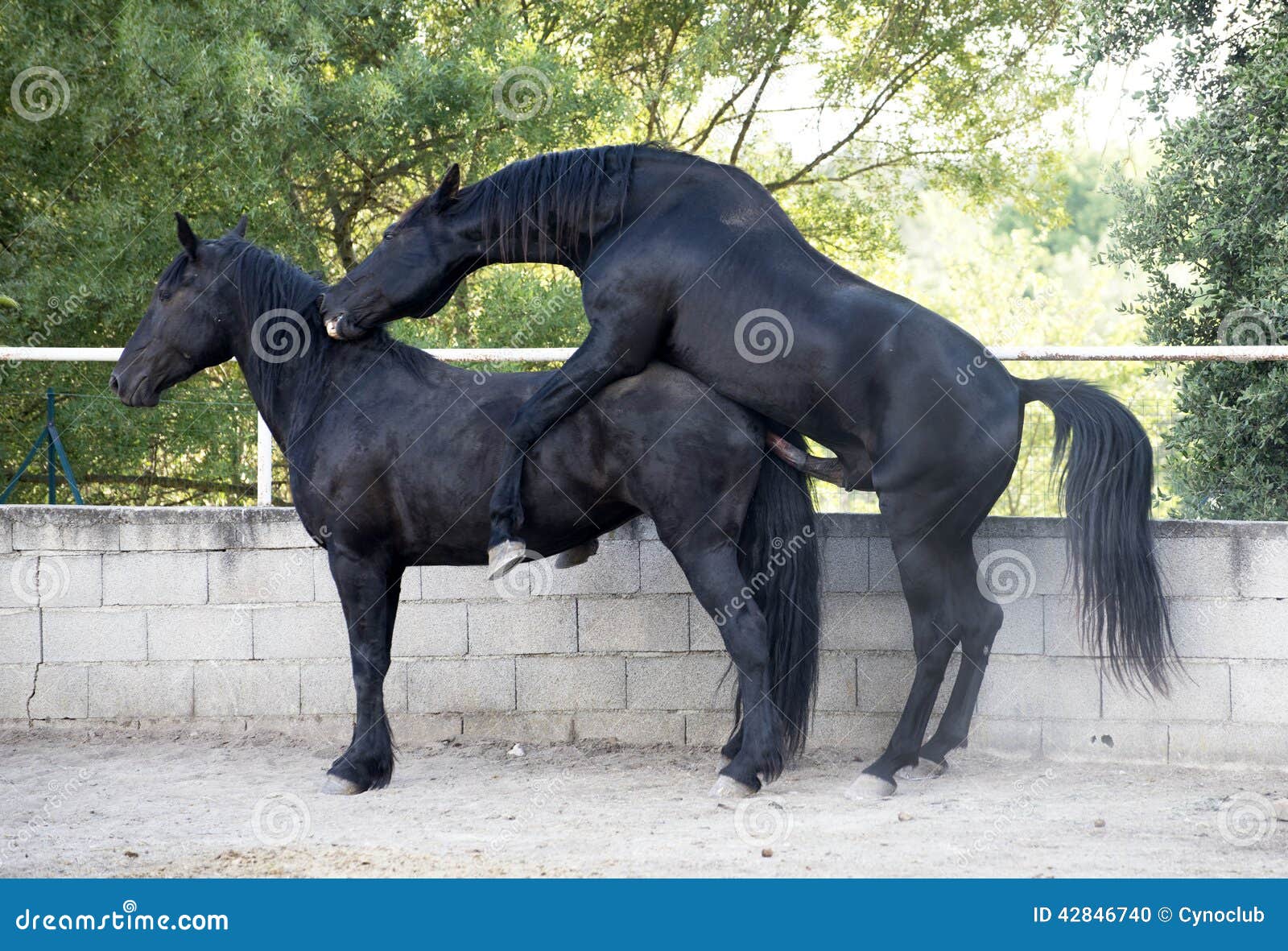 Horse miting video