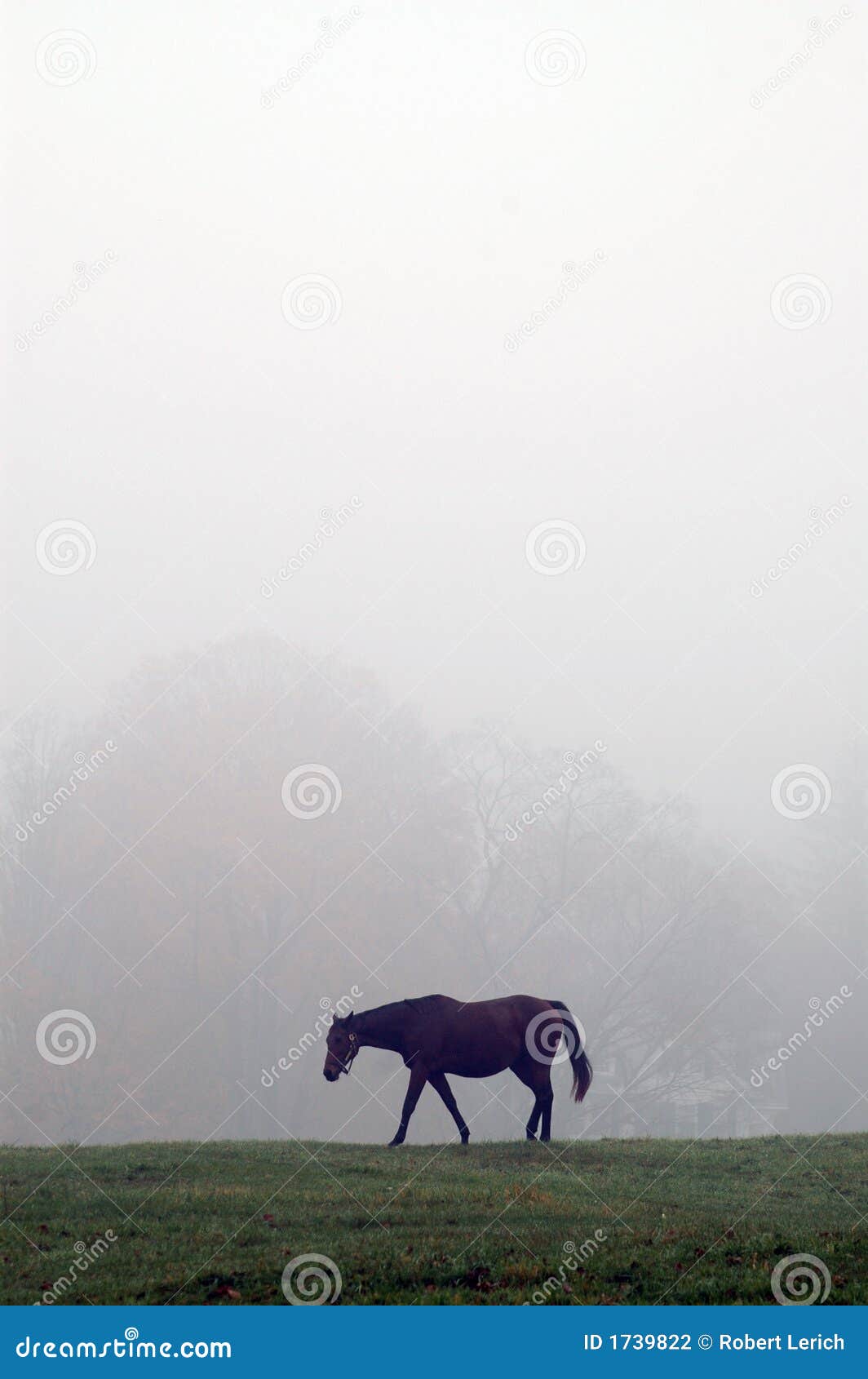Horse in mist stock photo. Image of hazy, horse, haze 1739822