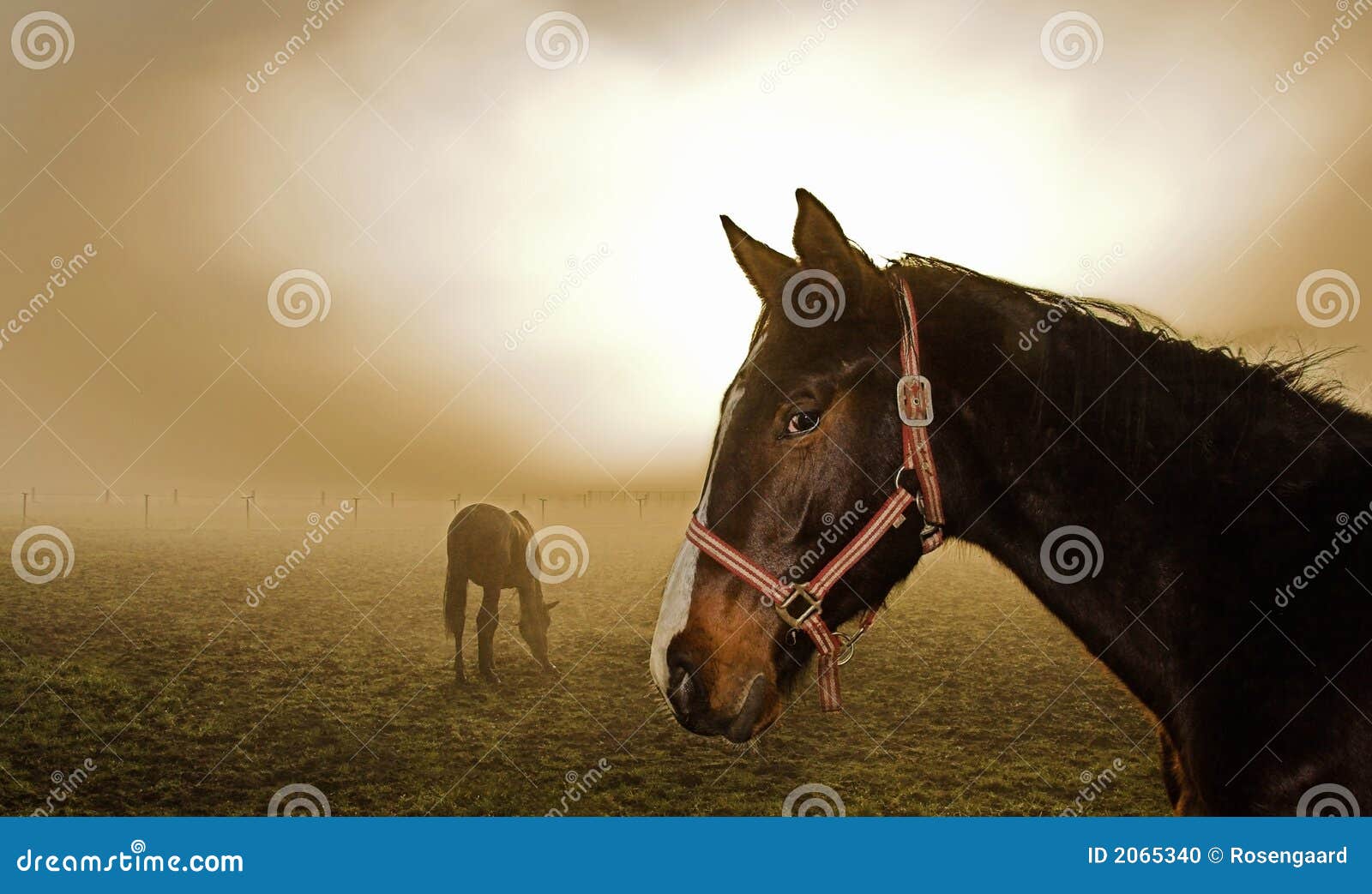 Horse in the mist stock photo. Image of misty, riding 2065340