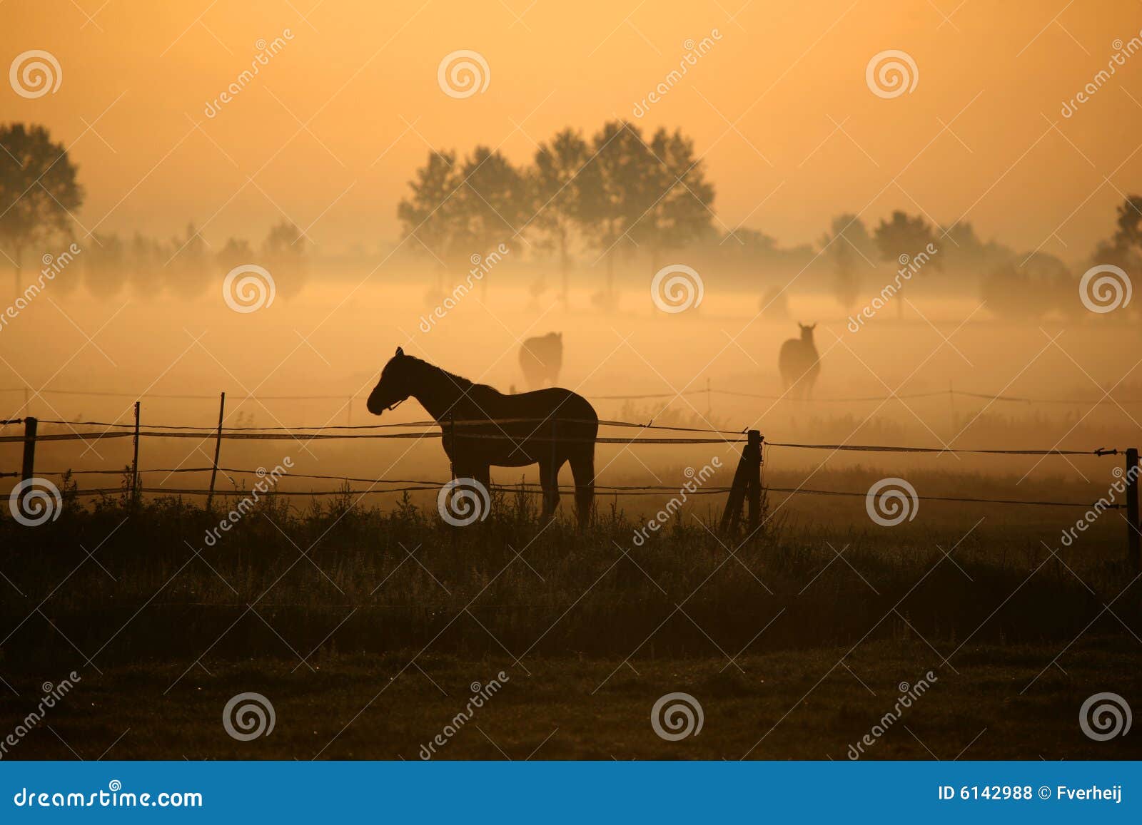 horse in morning fog