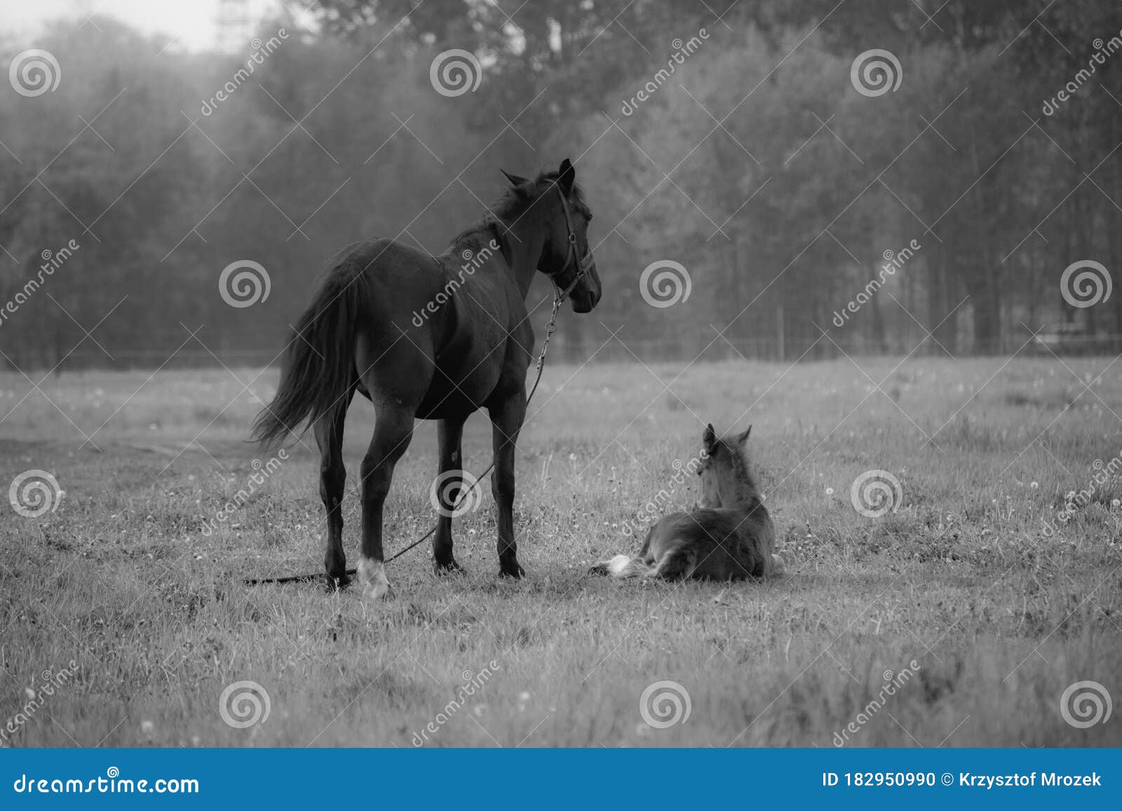 Horse Mother with Her Offspring Stock Photo - Image of beautiful, grass ...