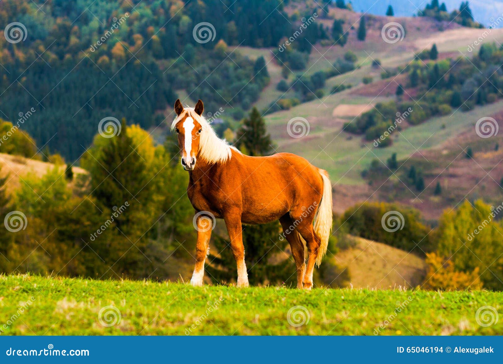 Horse on the Mountains Hills Stock Photo Image of blue, horse 65046194