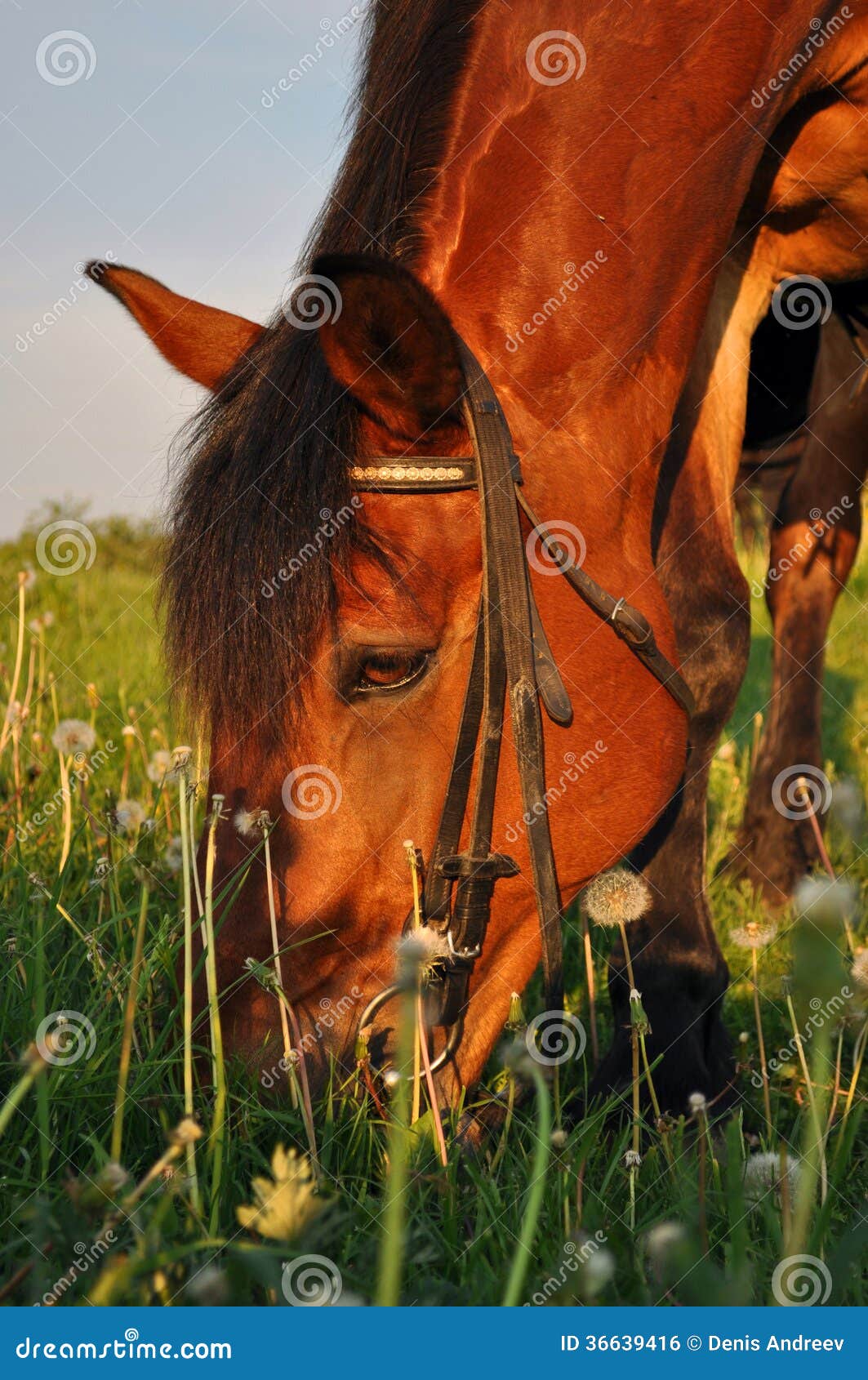 Horse munching grass stock photo. Image of nature, hoof 36639416