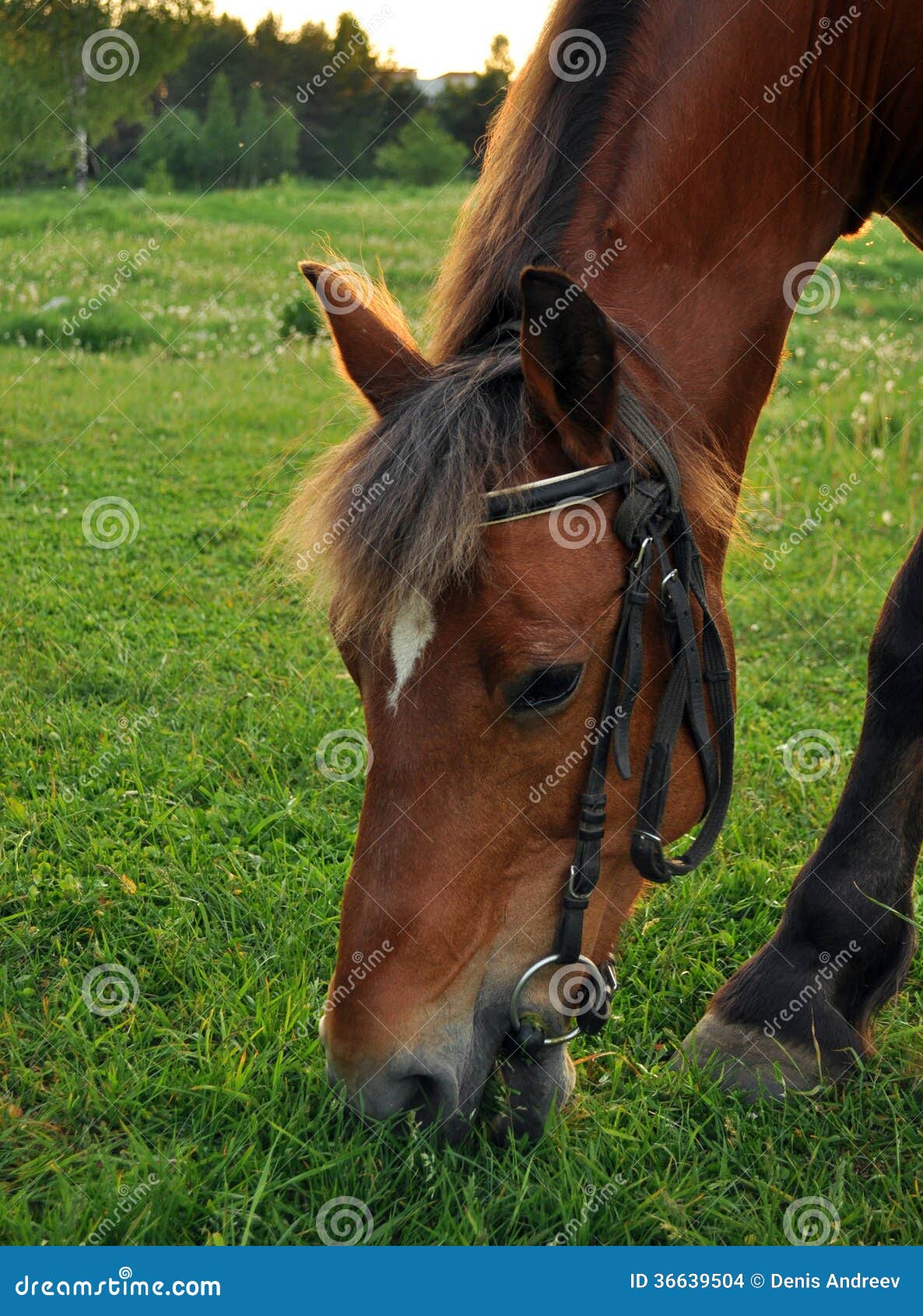 Horse munching grass stock photo. Image of animals, color 36639504