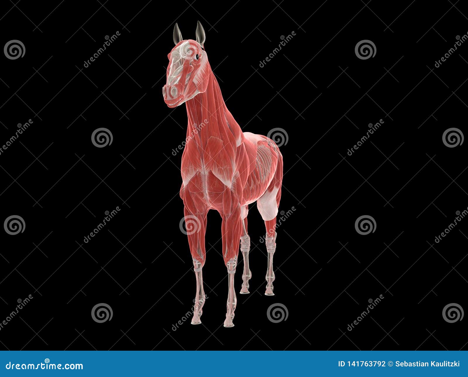 The horse muscle system stock illustration. Illustration of healthy