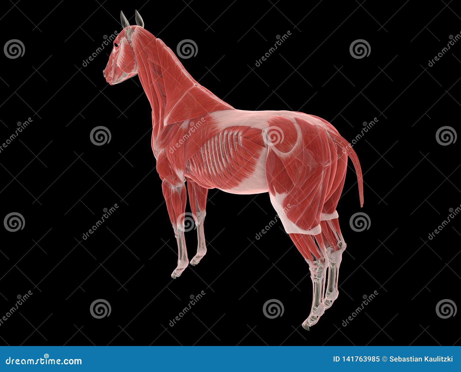 The horse muscle system stock illustration. Illustration of bones