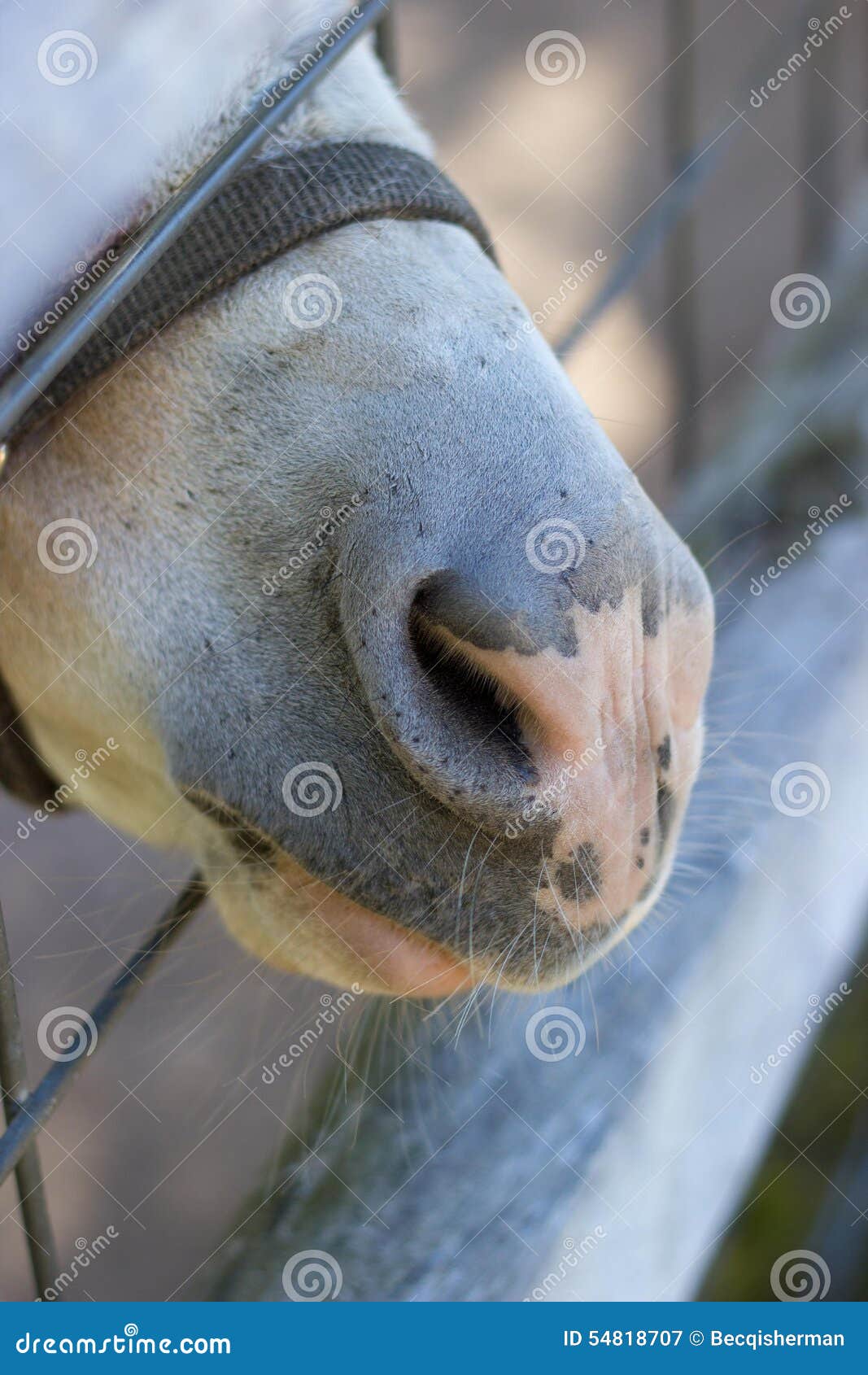 Horse muzzle closeup stock image. Image of muzzle, equine 54818707