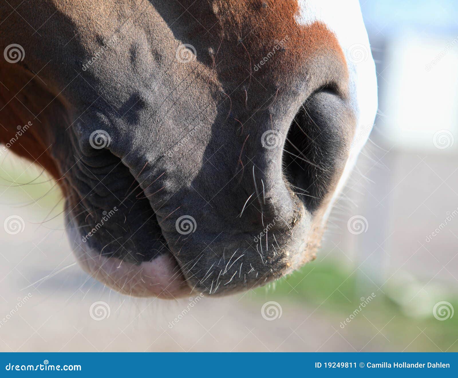 Horse Muzzle in Profile II. Stock Image Image of hair, canter 19249811