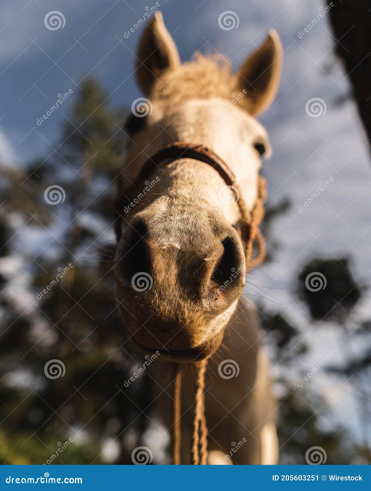 horse, nature and a beautiful sunset