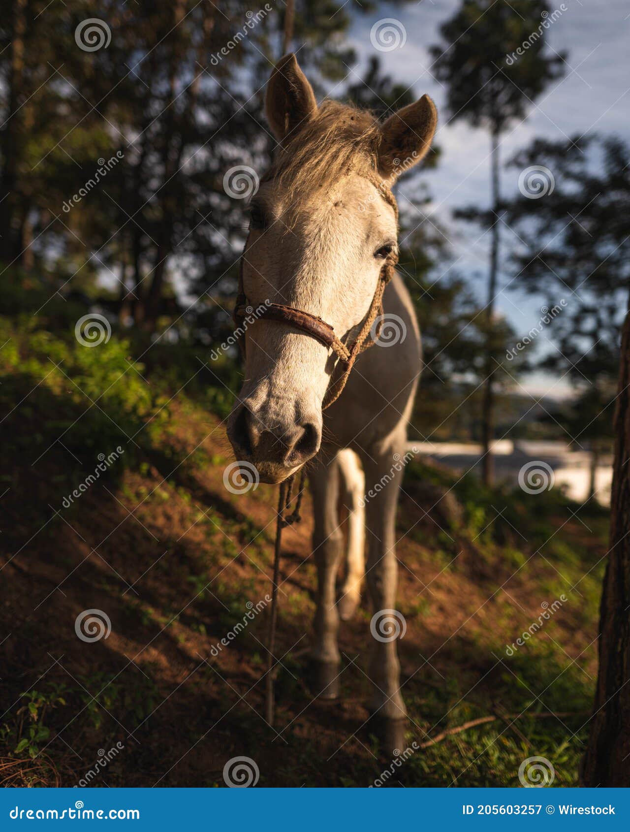 horse, nature and a beautiful sunset