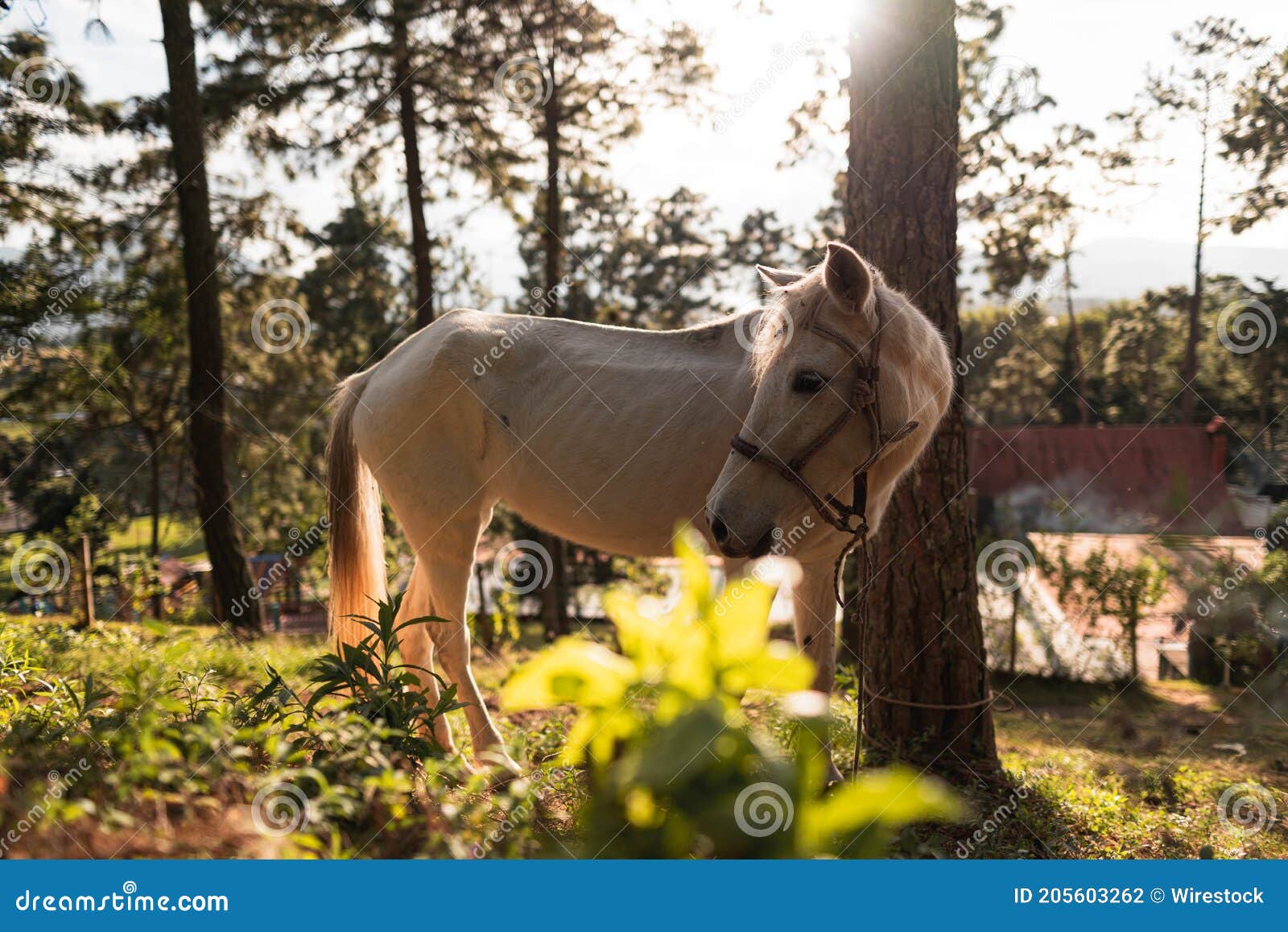 horse, nature and a beautiful sunset