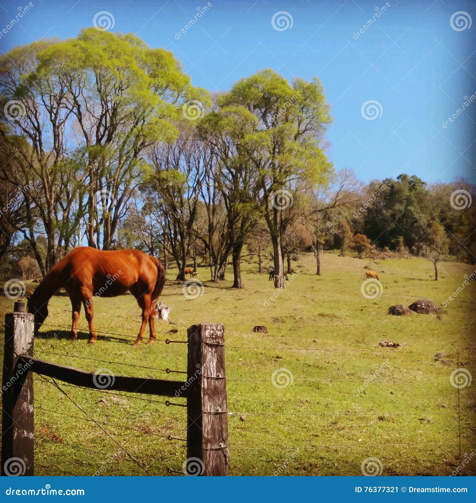 Cavalo Virada Para A Frente - Fotografias de stock e mais imagens de Animal  - Animal, Cavalo - Família do Cavalo, Fotografia - Imagem - iStock